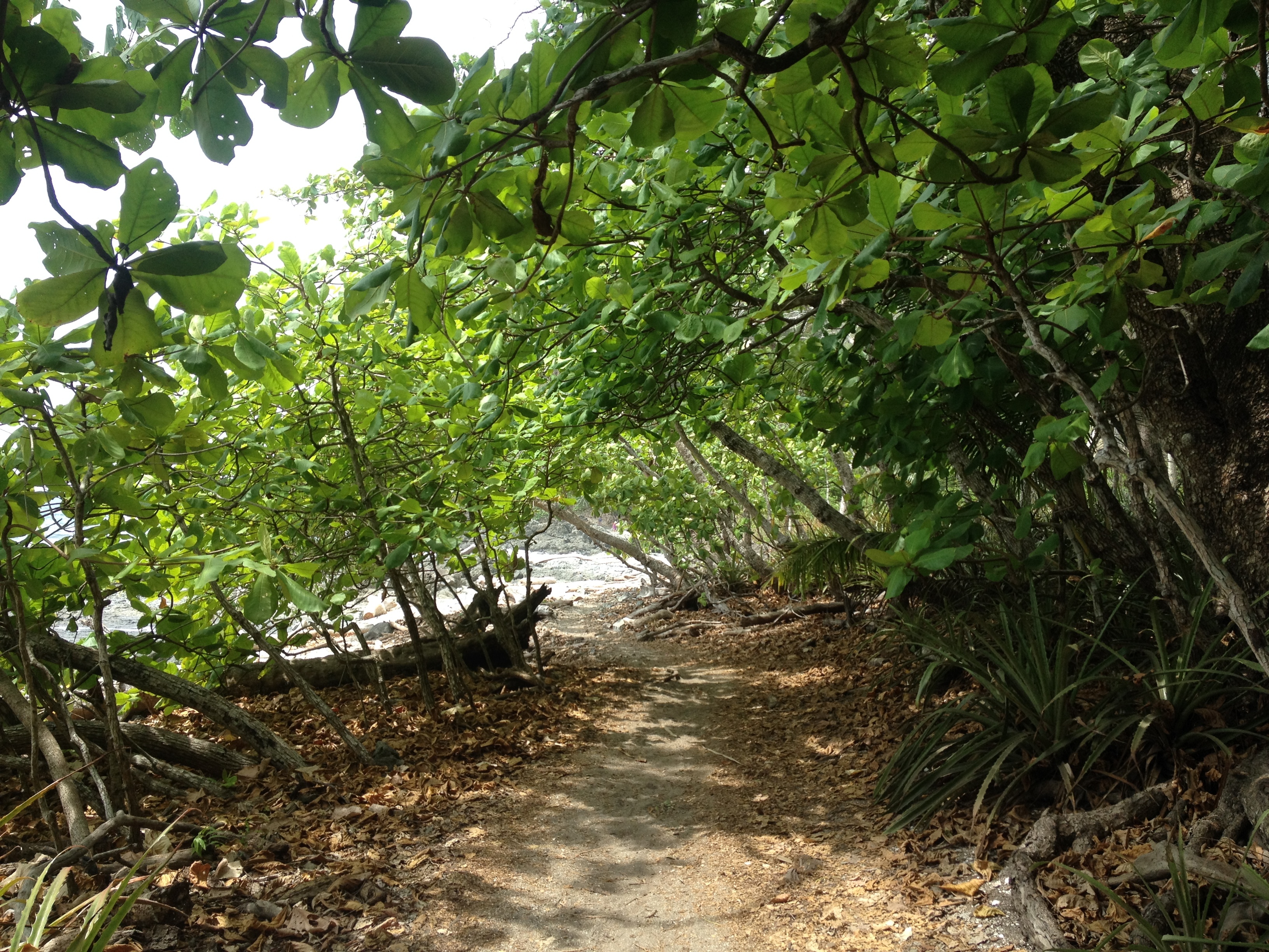 รูปถ่าย คอสตาริกา(Costa Rica) มอนเตซูมา(Montezuma) 2015-03 415