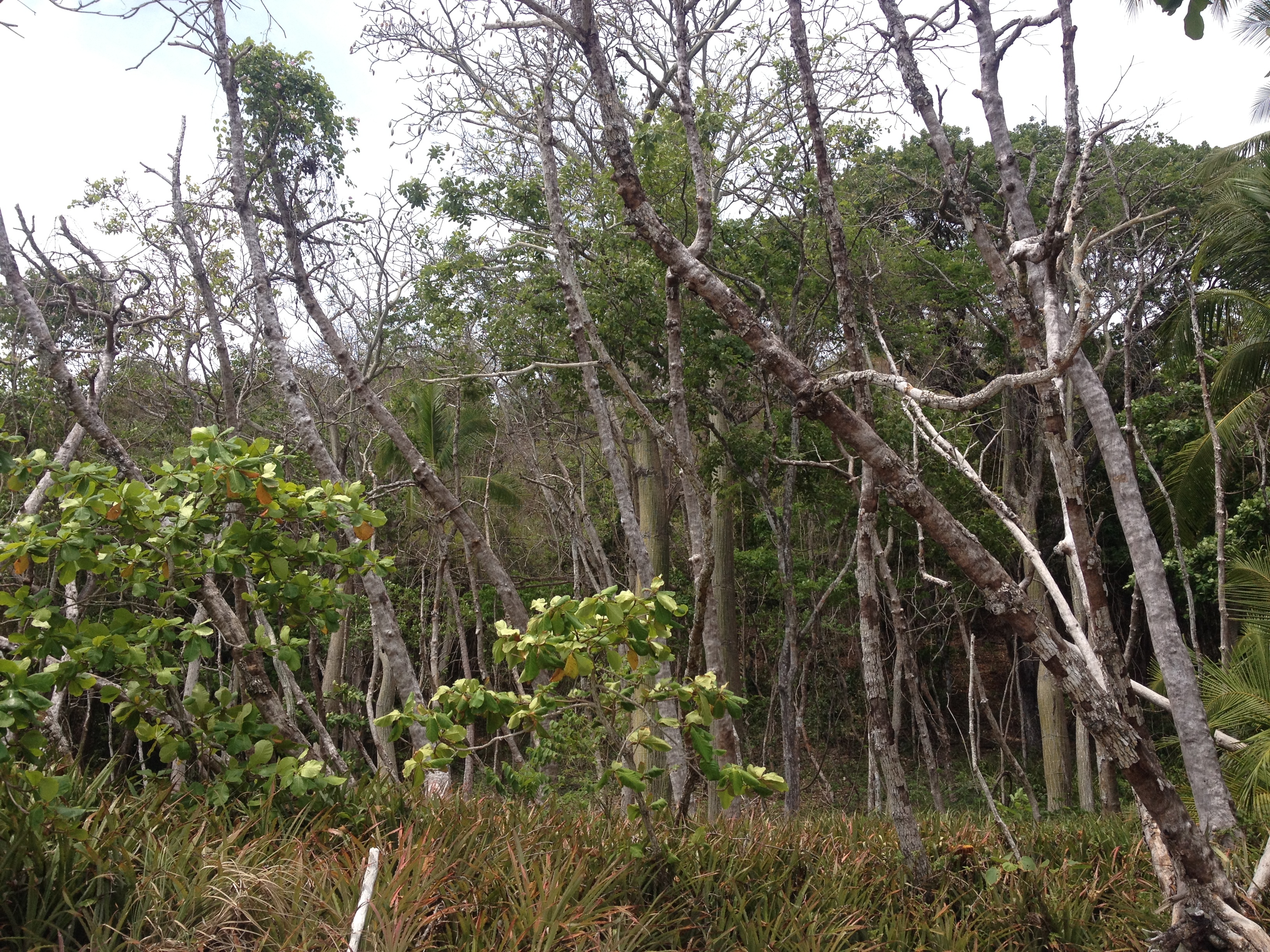 รูปถ่าย คอสตาริกา(Costa Rica) มอนเตซูมา(Montezuma) 2015-03 410