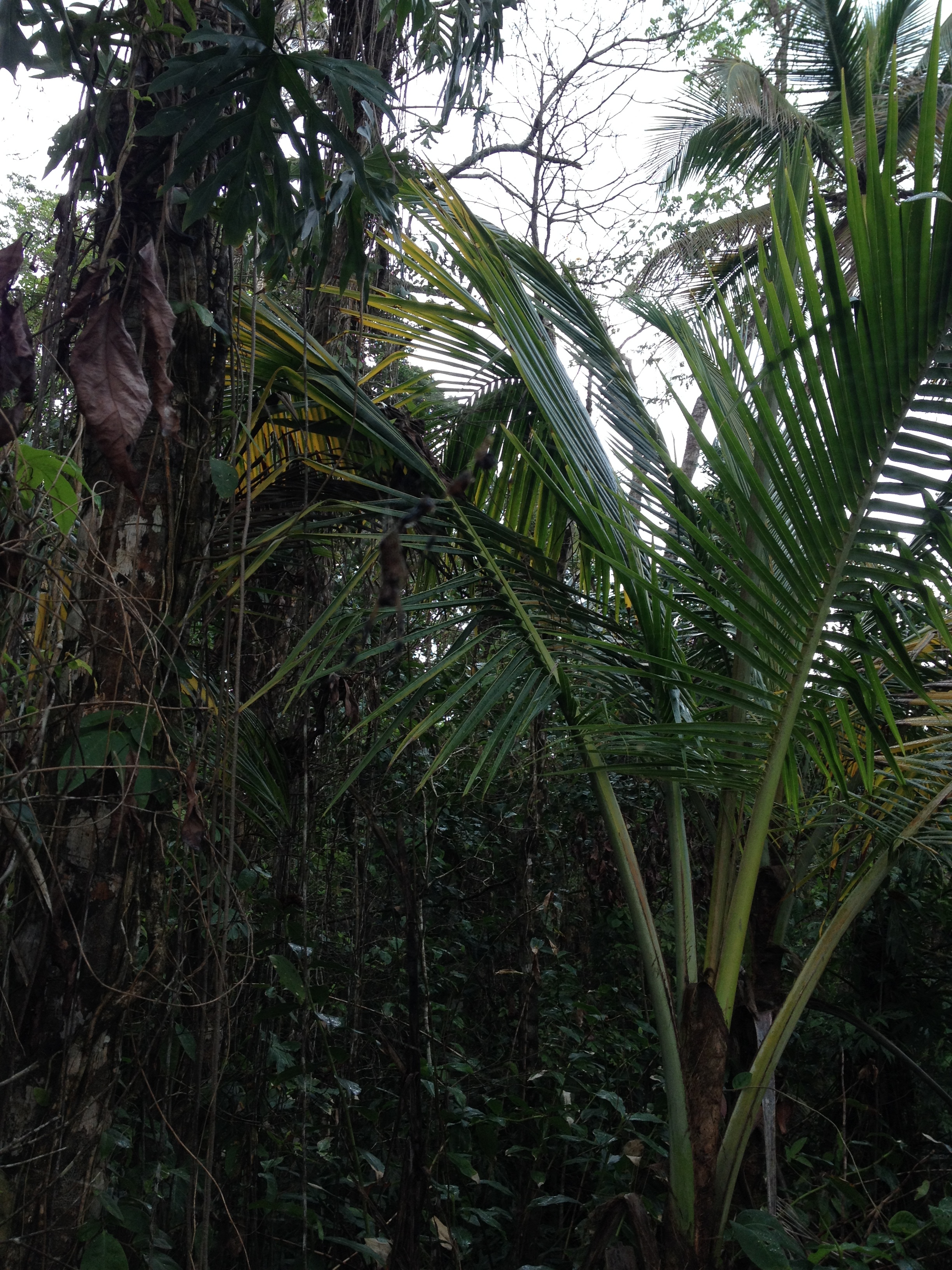 รูปถ่าย คอสตาริกา(Costa Rica) กาอุยตา(Cahuita) 2015-03 221