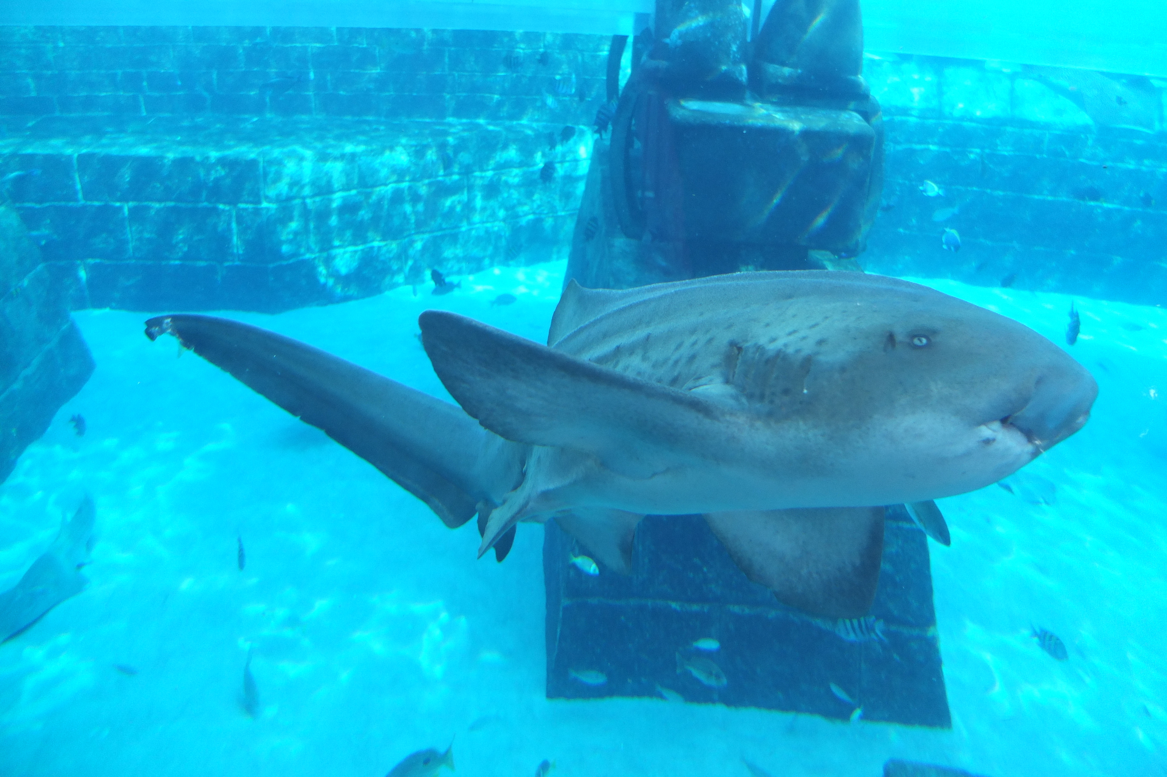 รูปถ่าย สหรัฐอาหรับเอมิเรตส์(United Arab Emirates) ดูไบ(Dubai) โรงแรมแอตแลนติส(Atlantis Hotel) 2014-02 12