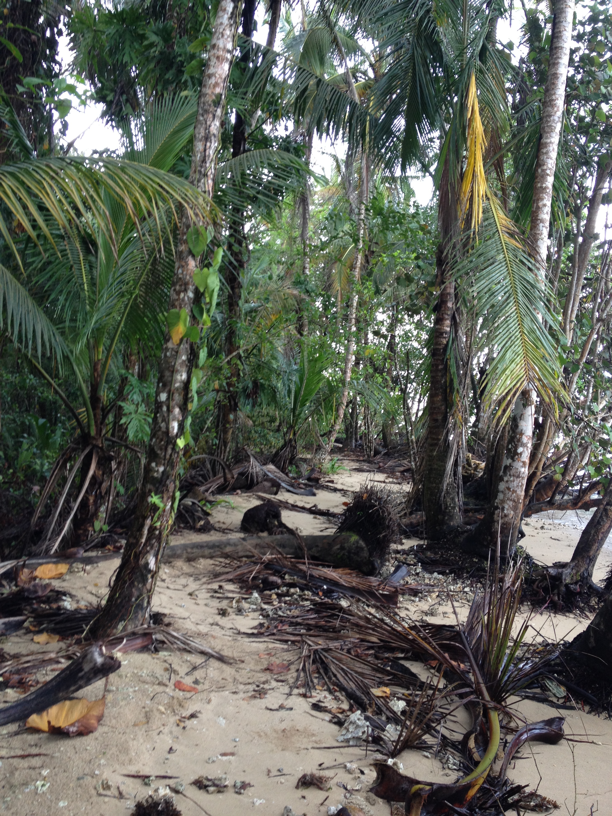 รูปถ่าย คอสตาริกา(Costa Rica) กาอุยตา(Cahuita) 2015-03 51