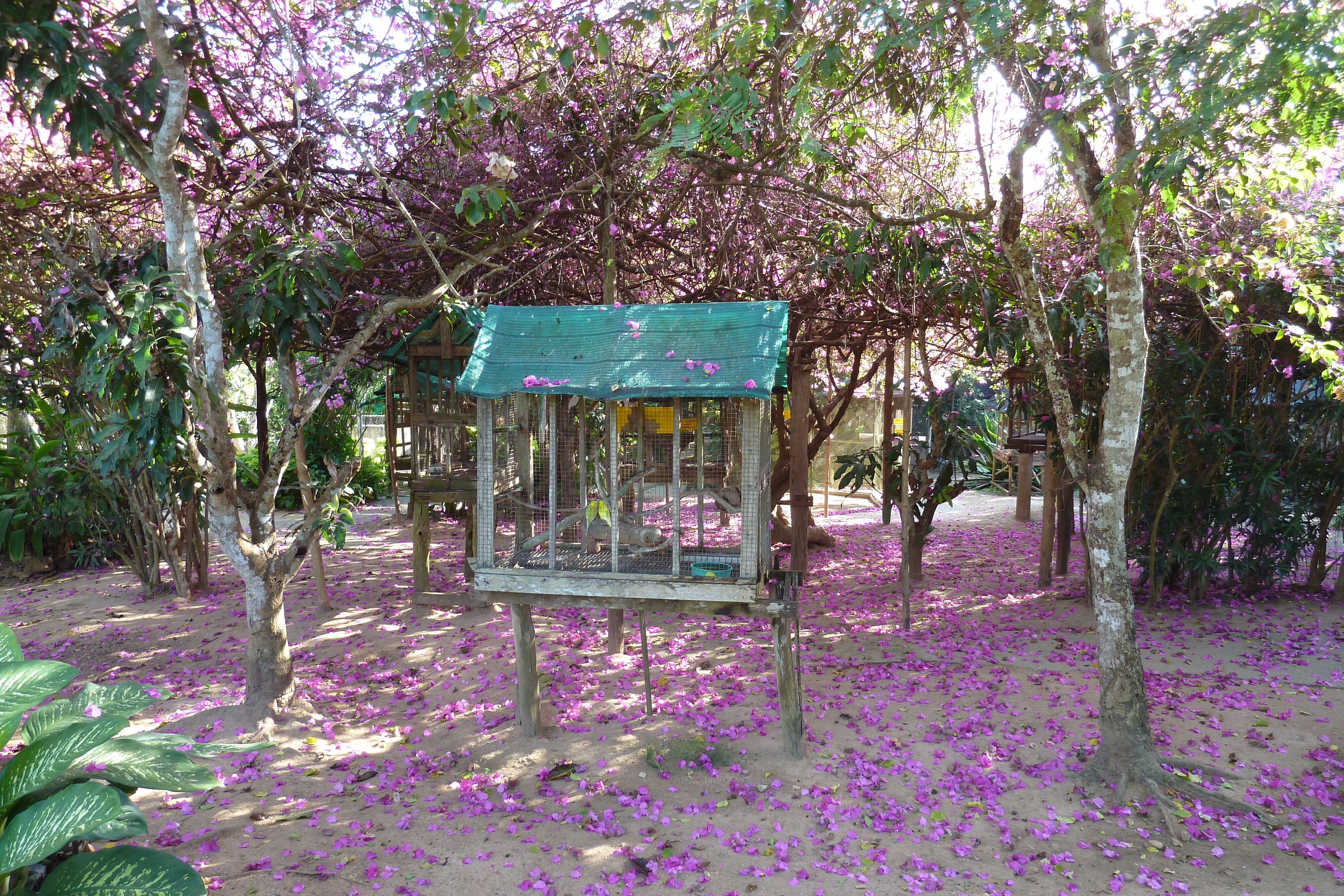 รูปถ่าย ไทย(Thailand) เชียงใหม่(Chiang Mai) ฟาร์มงูแม่สา(Mae Sa Snake Farm) 2010-12 34