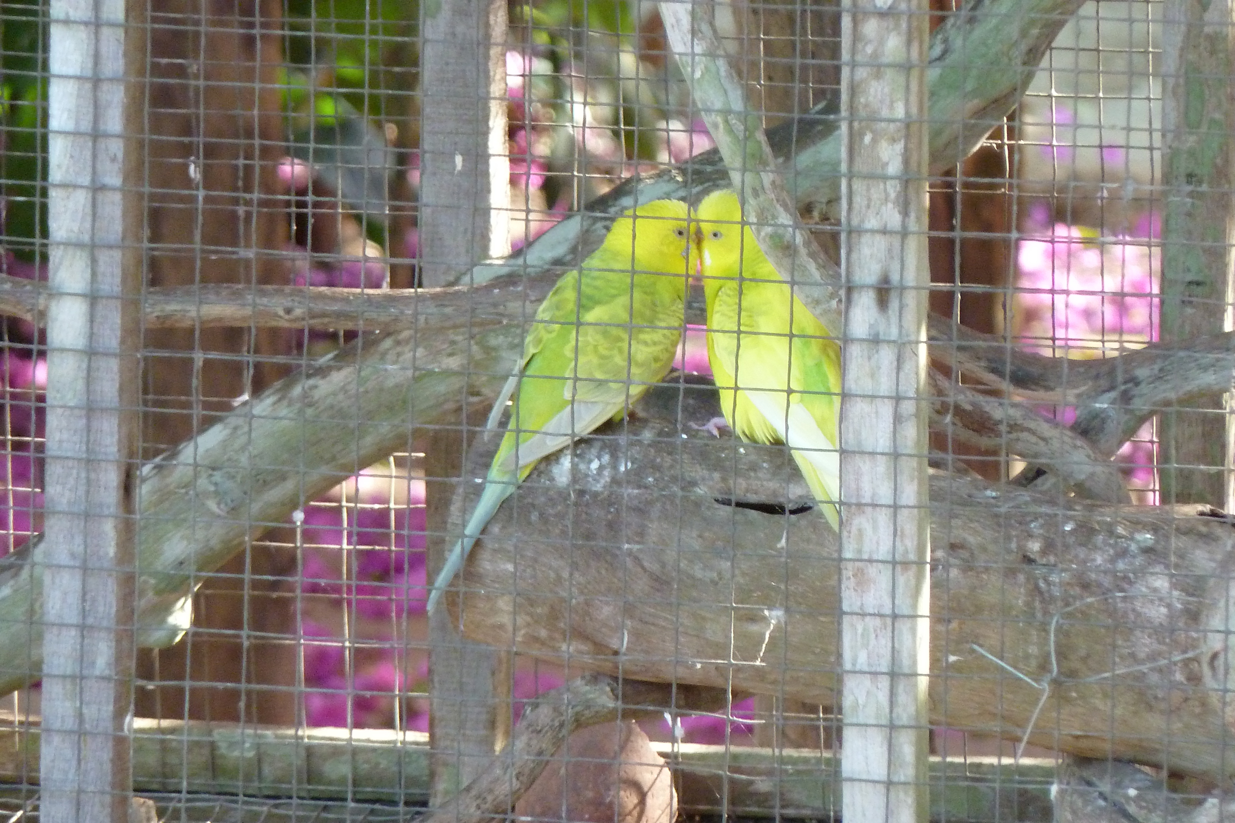 รูปถ่าย ไทย(Thailand) เชียงใหม่(Chiang Mai) ฟาร์มงูแม่สา(Mae Sa Snake Farm) 2010-12 35