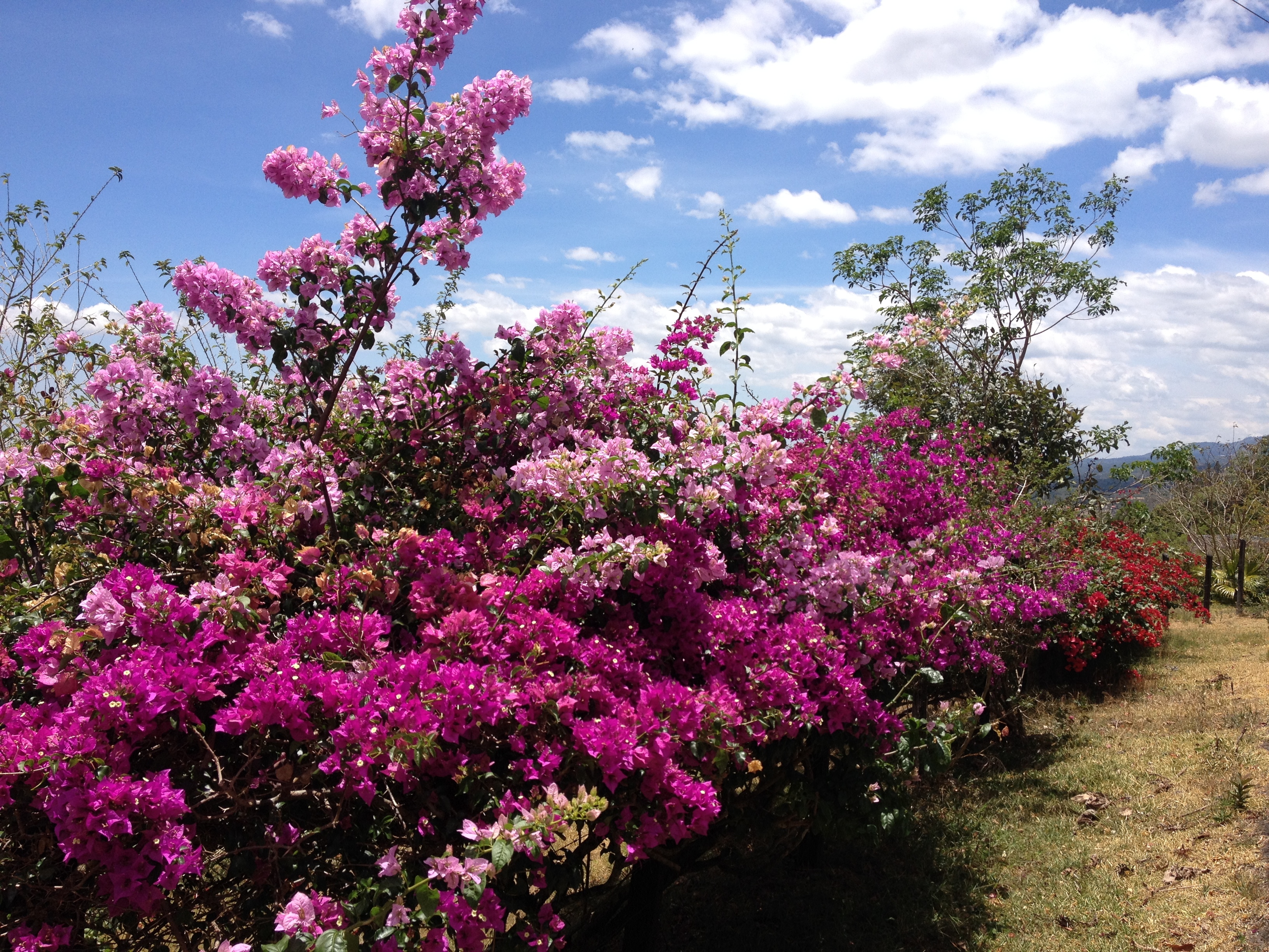 รูปถ่าย ปานามา(Panama) โบเกเต(Boquete) 2015-03 44