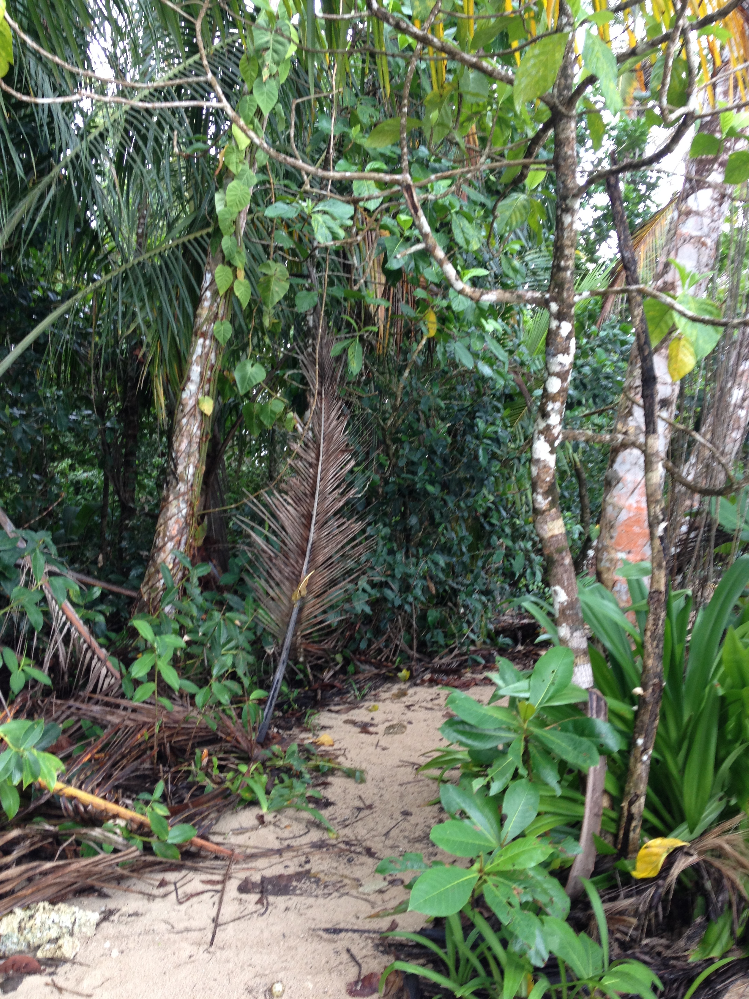 รูปถ่าย คอสตาริกา(Costa Rica) กาอุยตา(Cahuita) 2015-03 32