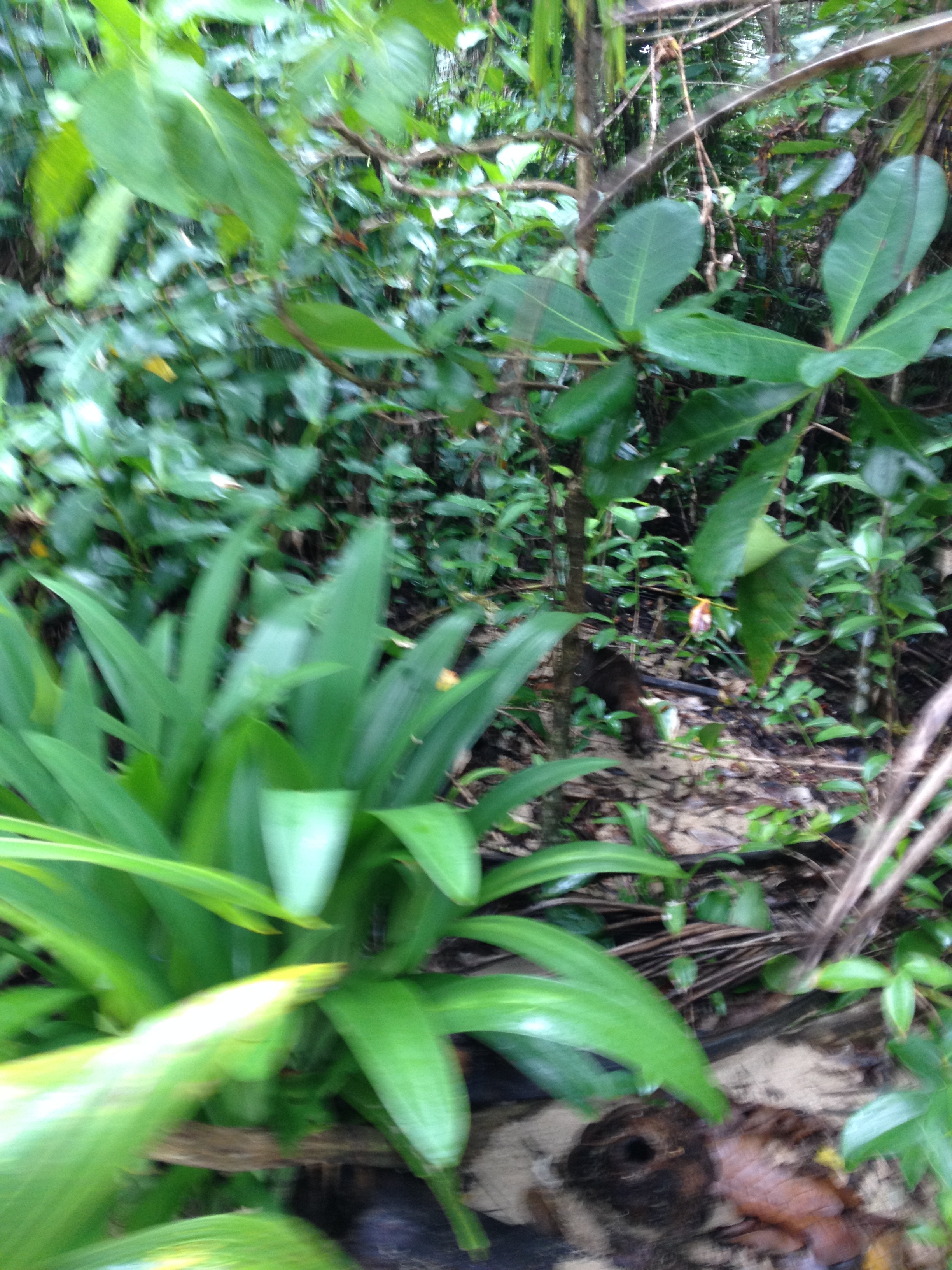 รูปถ่าย คอสตาริกา(Costa Rica) กาอุยตา(Cahuita) 2015-03 67