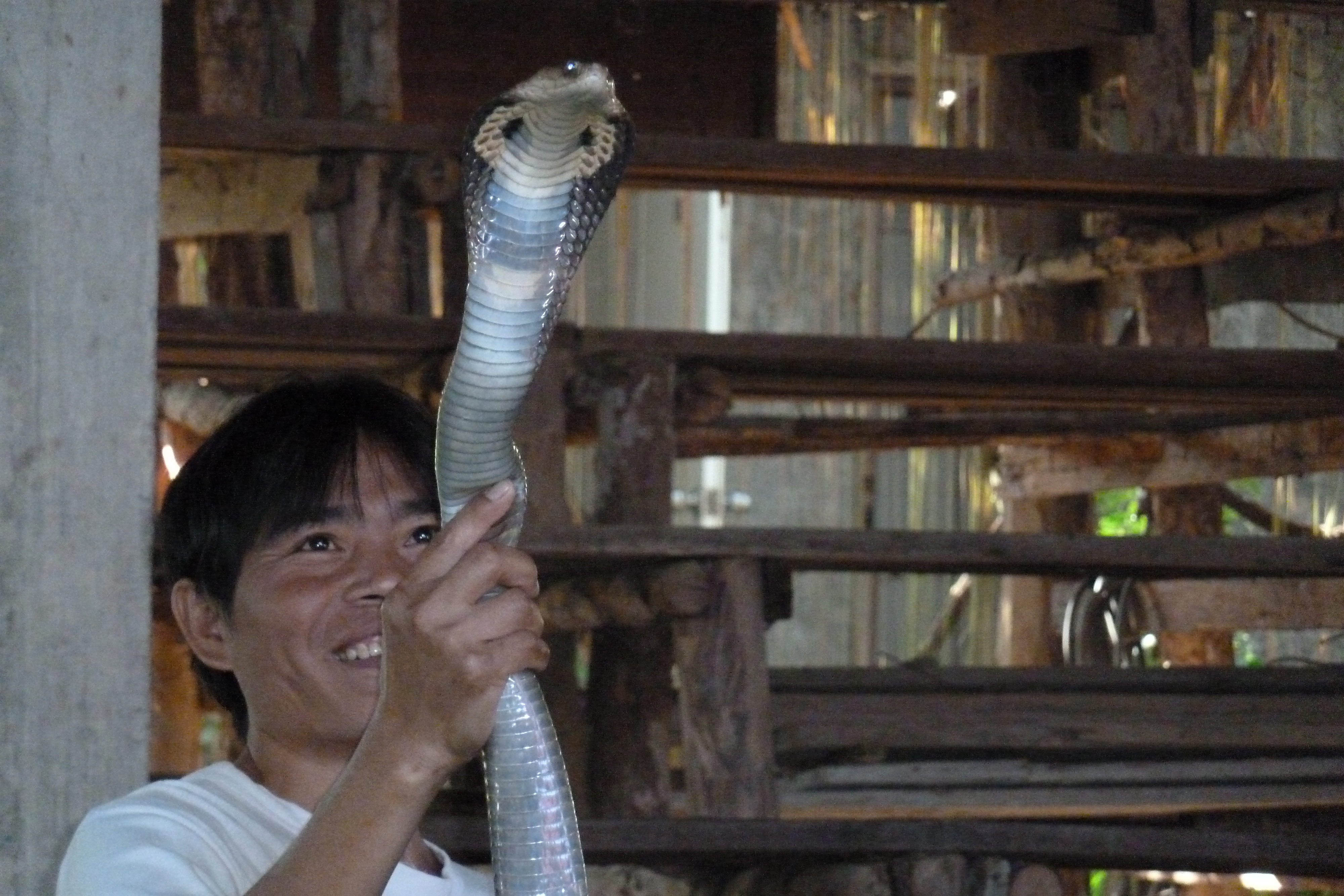 รูปถ่าย ไทย(Thailand) เชียงใหม่(Chiang Mai) ฟาร์มงูแม่สา(Mae Sa Snake Farm) 2010-12 5