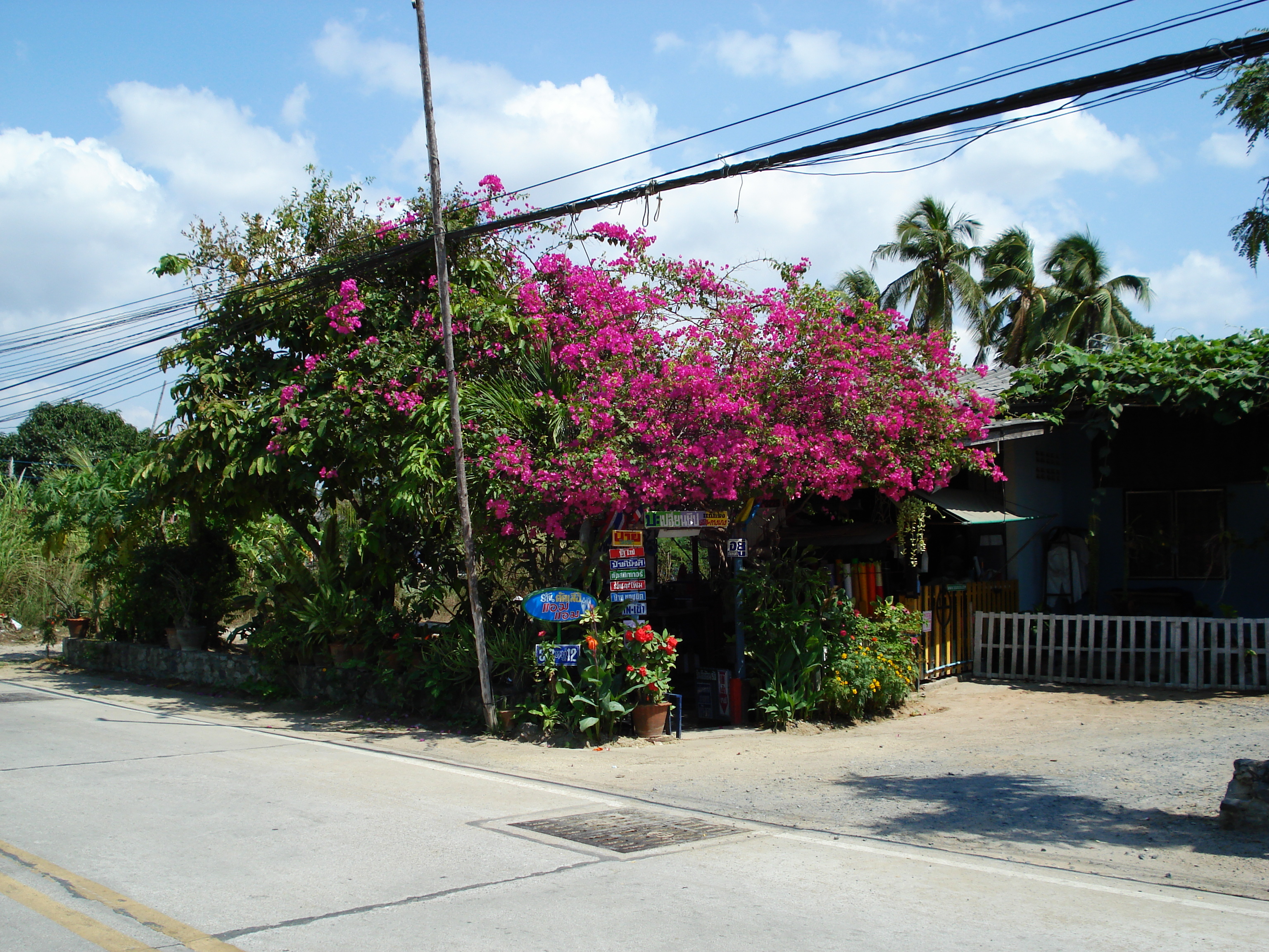 รูปถ่าย ไทย(Thailand) จอมเทียน(Jomtien) 2007-02 1
