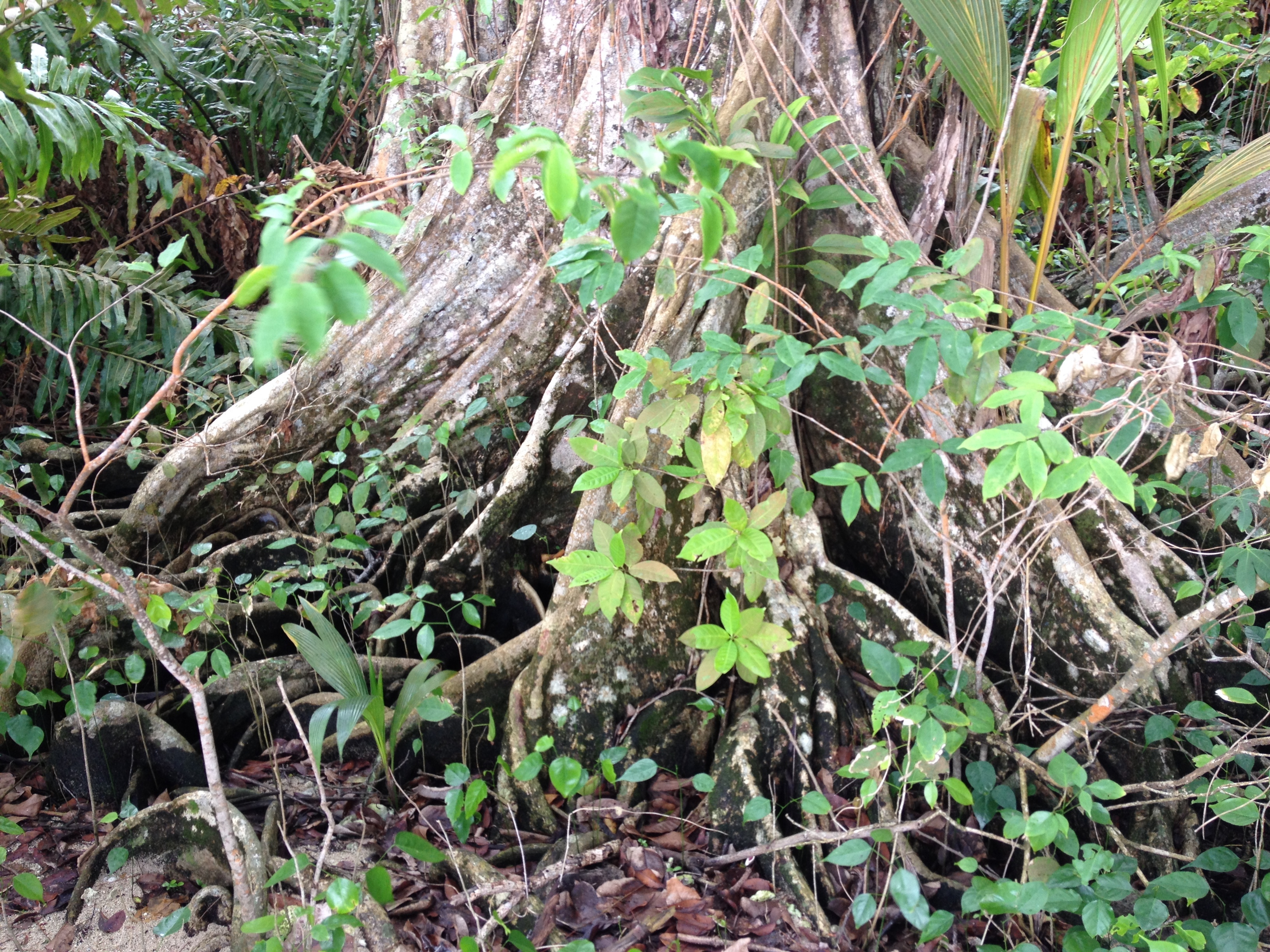 รูปถ่าย คอสตาริกา(Costa Rica) กาอุยตา(Cahuita) 2015-03 46