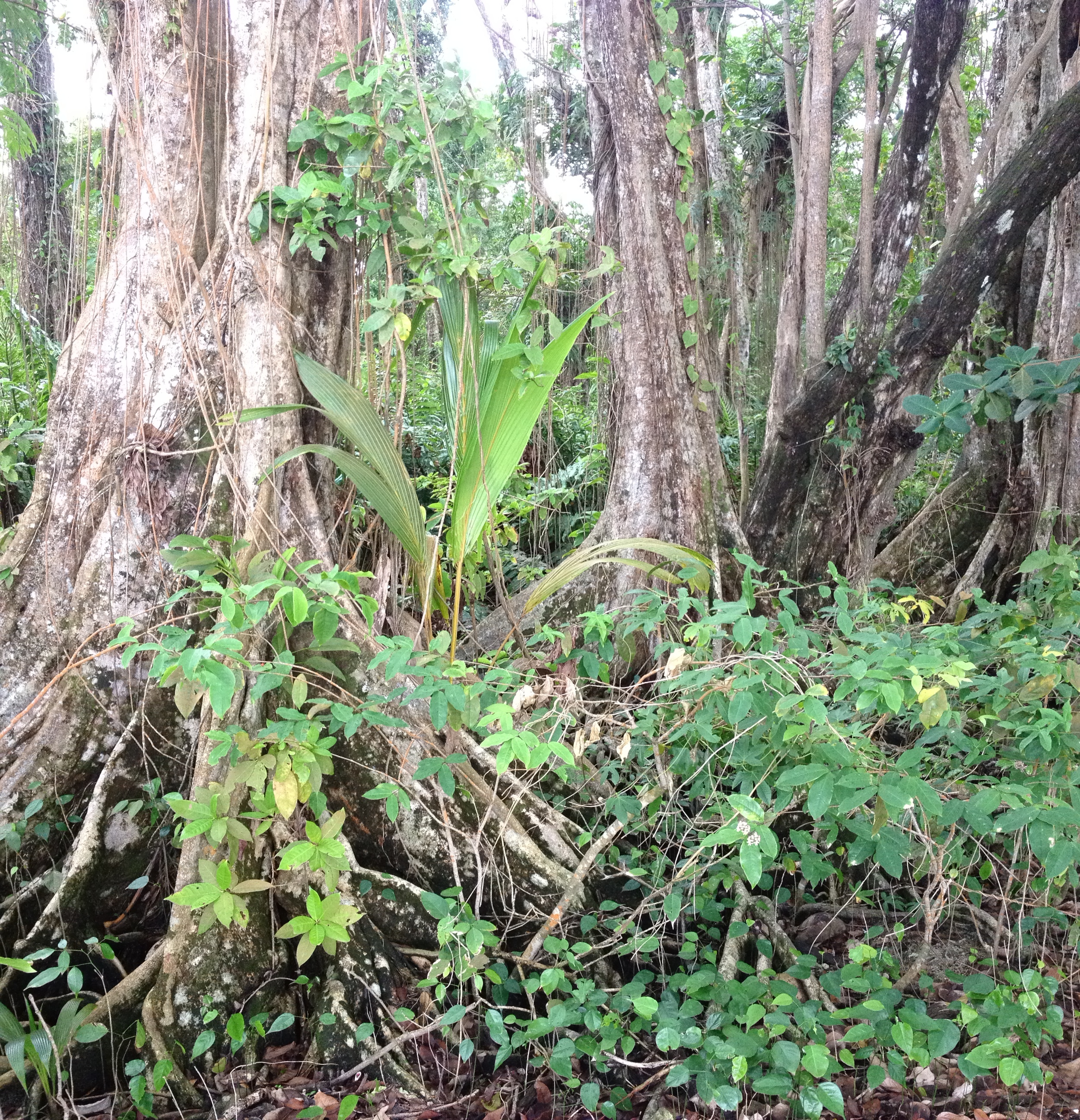 รูปถ่าย คอสตาริกา(Costa Rica) กาอุยตา(Cahuita) 2015-03 11