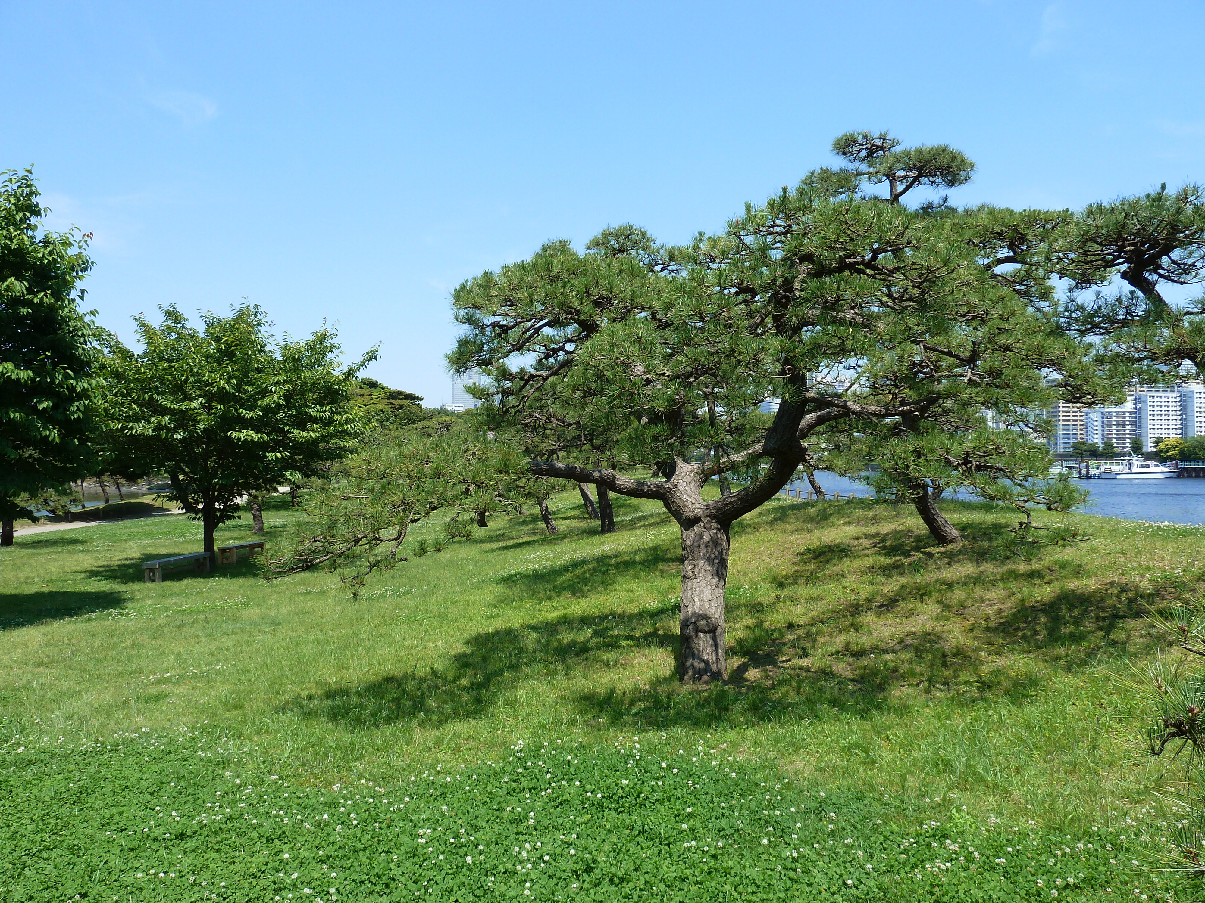 รูปถ่าย ญี่ปุ่น(Japan) โตเกียว(Tokyo) สวนฮามะริคิว(Hama rikyu Gardens) 2010-06 8