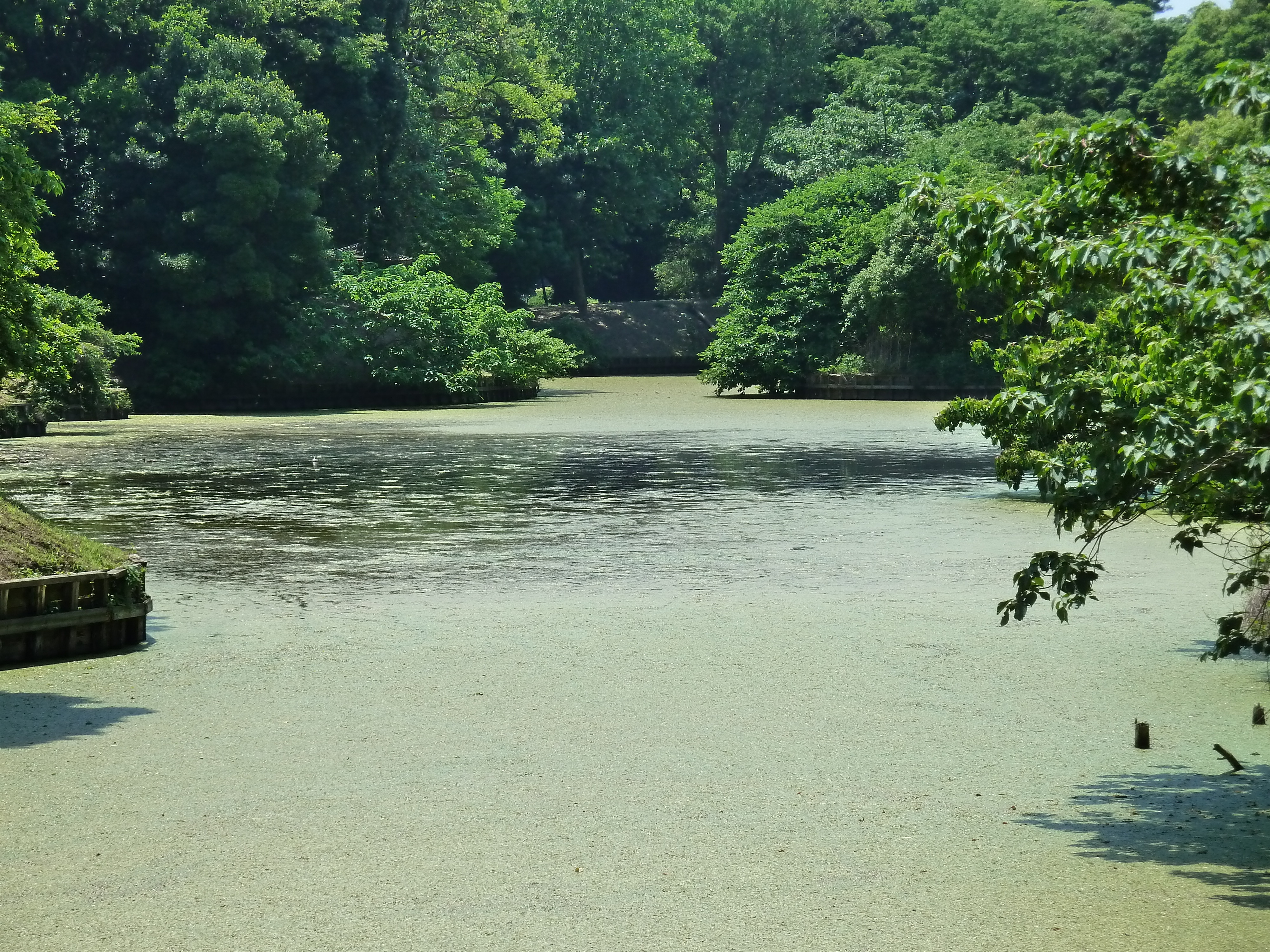 รูปถ่าย ญี่ปุ่น(Japan) โตเกียว(Tokyo) สวนฮามะริคิว(Hama rikyu Gardens) 2010-06 26