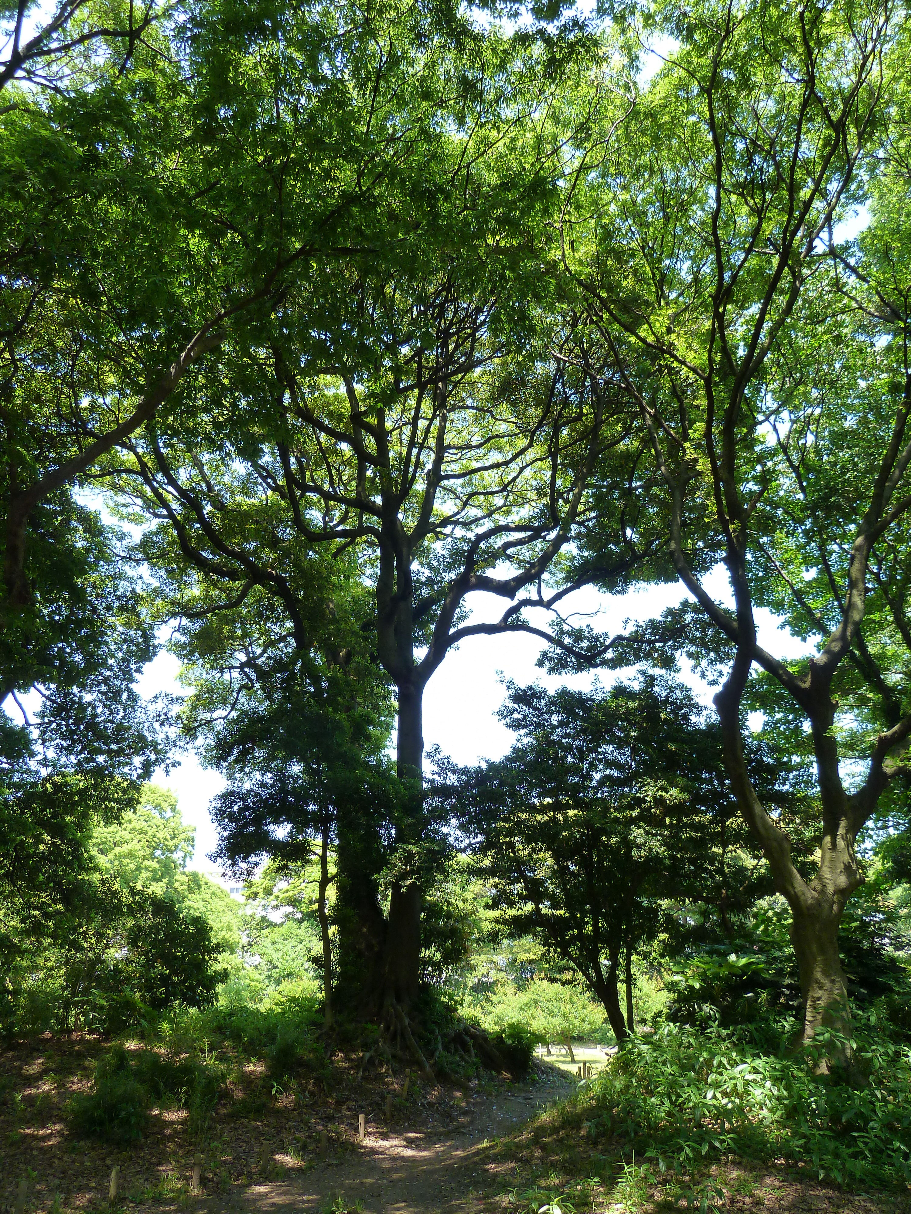 รูปถ่าย ญี่ปุ่น(Japan) โตเกียว(Tokyo) สวนฮามะริคิว(Hama rikyu Gardens) 2010-06 41