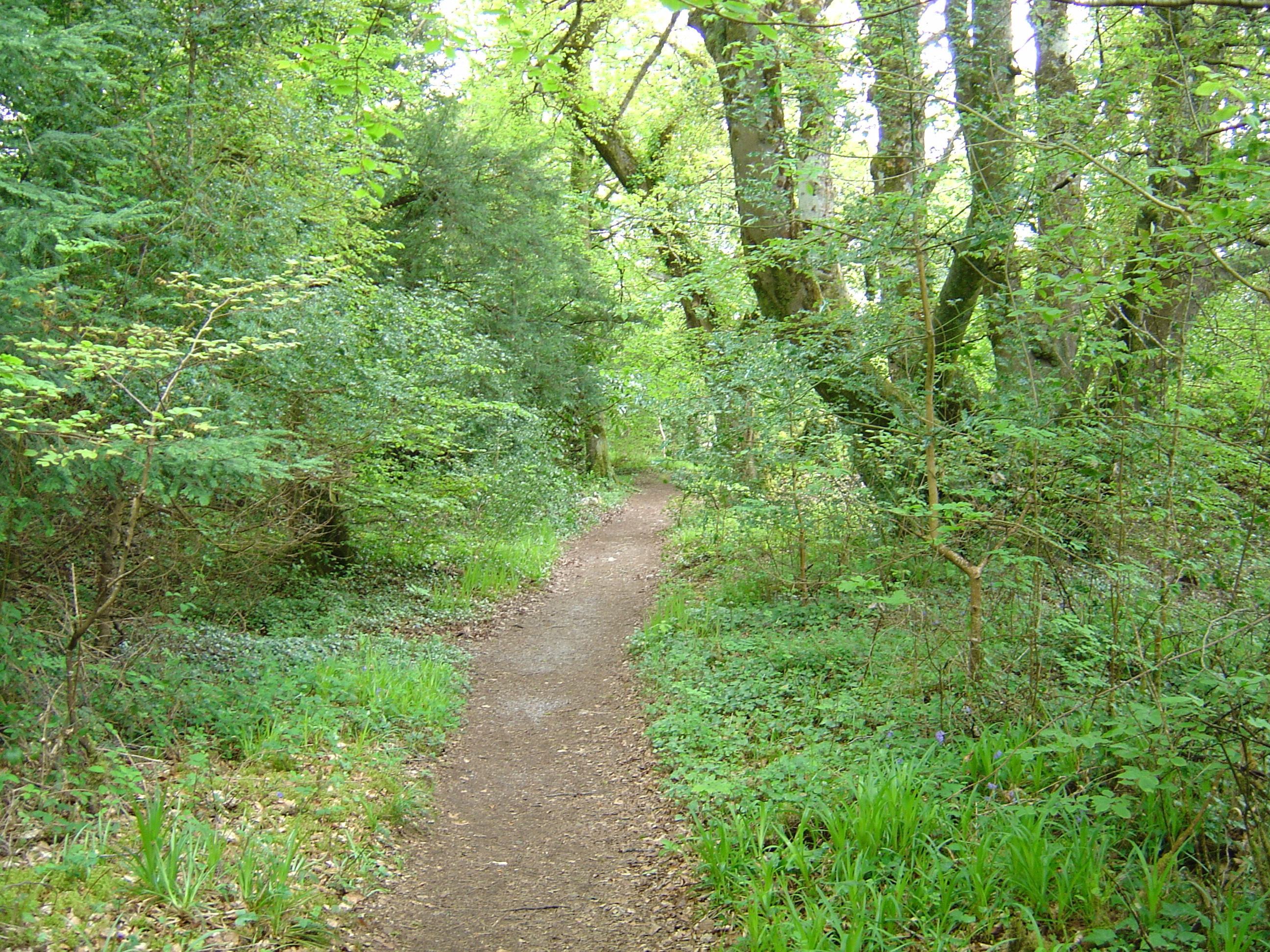 รูปถ่าย ไอร์แลนด์(Ireland) เคอร์รี่(Kerry) สวนสาธารณะคิลลาร์นีย์เนชั่นเนล(Killarney National Park) ทะเลสาบมัครอส(Muckross Lake) 2004-05 11