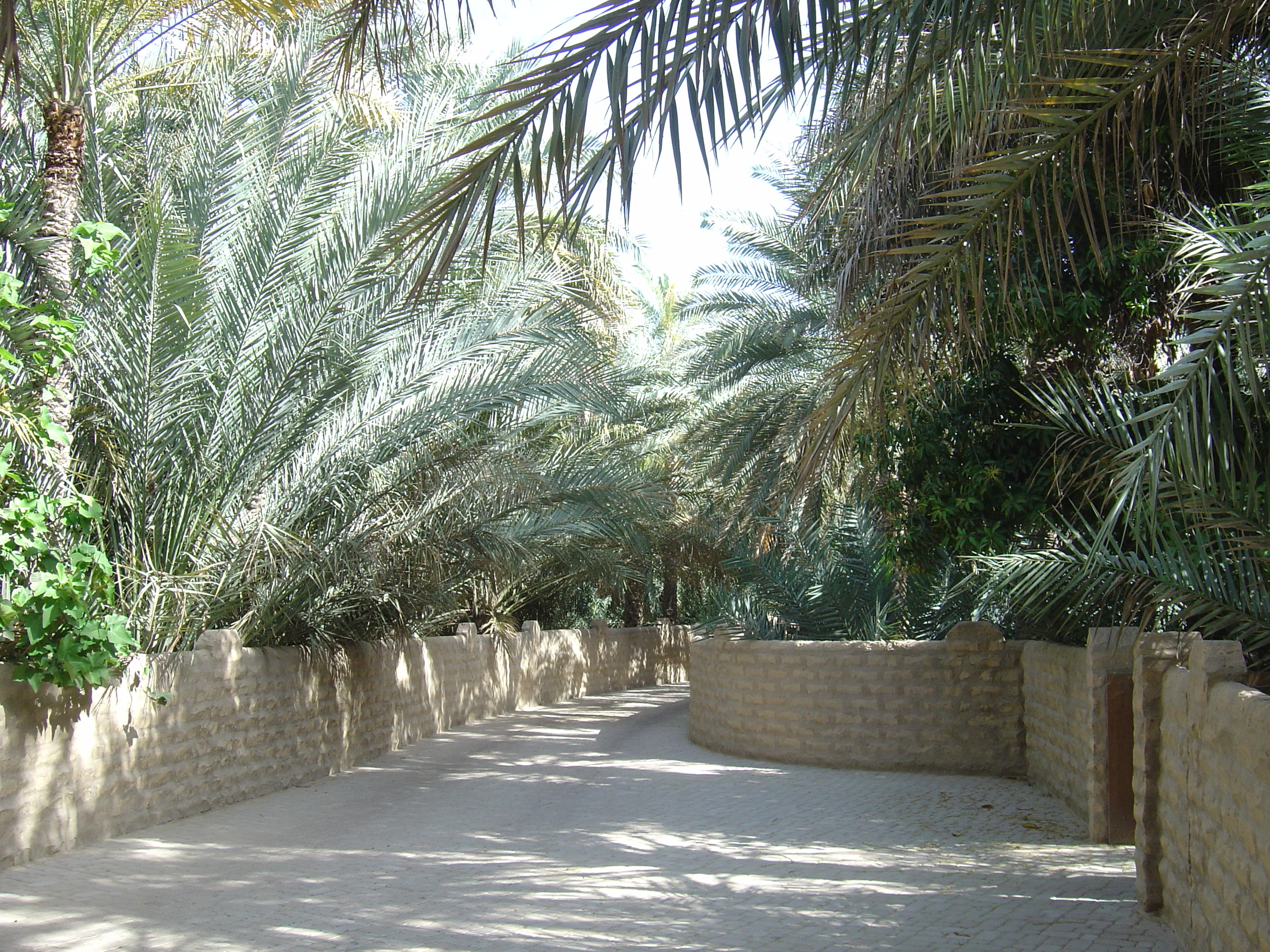 รูปถ่าย สหรัฐอาหรับเอมิเรตส์(United Arab Emirates) อาเลอิน(Al Ain) โอเอซิสอัลไอน์(Al Ain Oasis) 2005-03 24