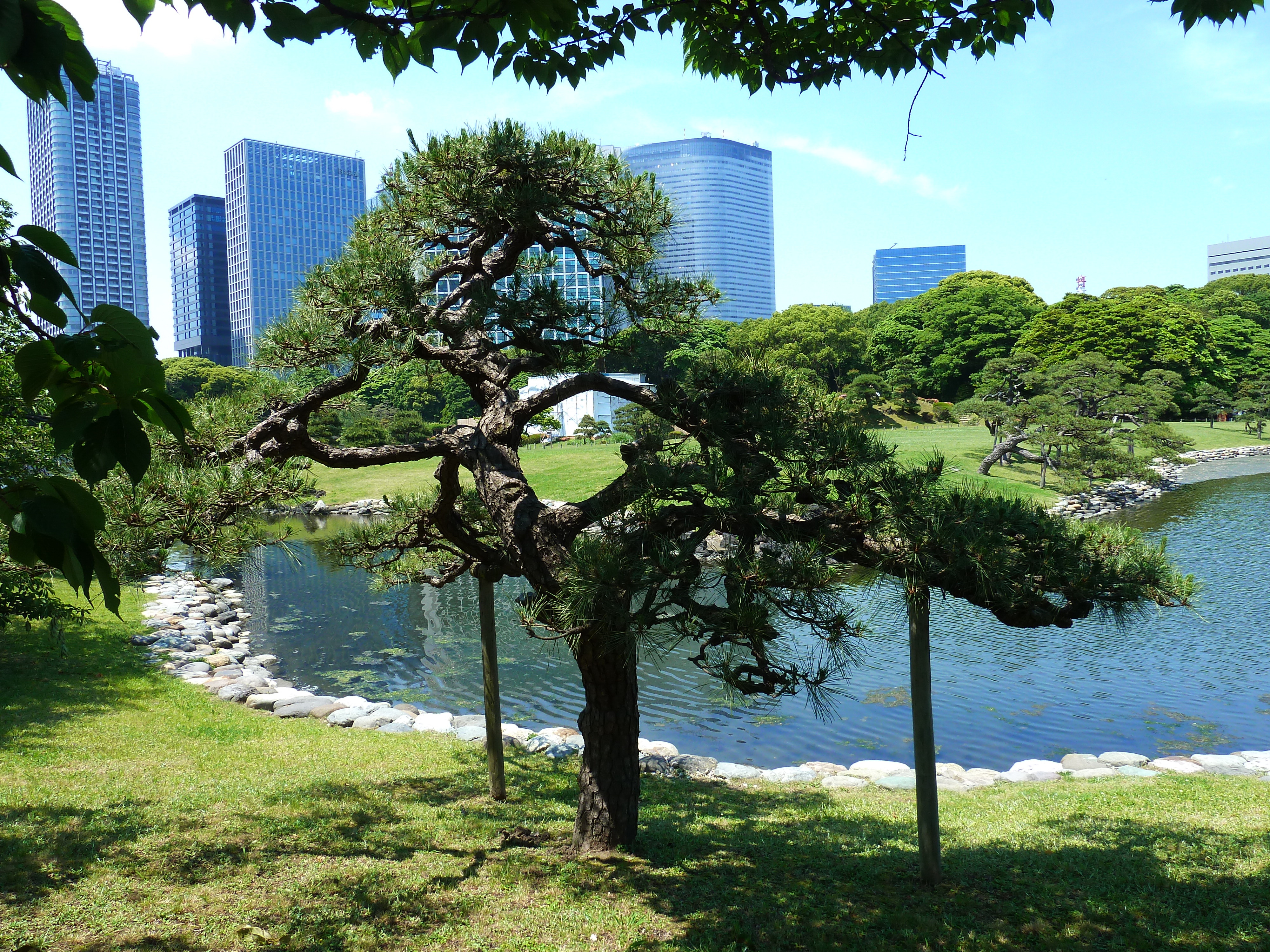 รูปถ่าย ญี่ปุ่น(Japan) โตเกียว(Tokyo) สวนฮามะริคิว(Hama rikyu Gardens) 2010-06 19