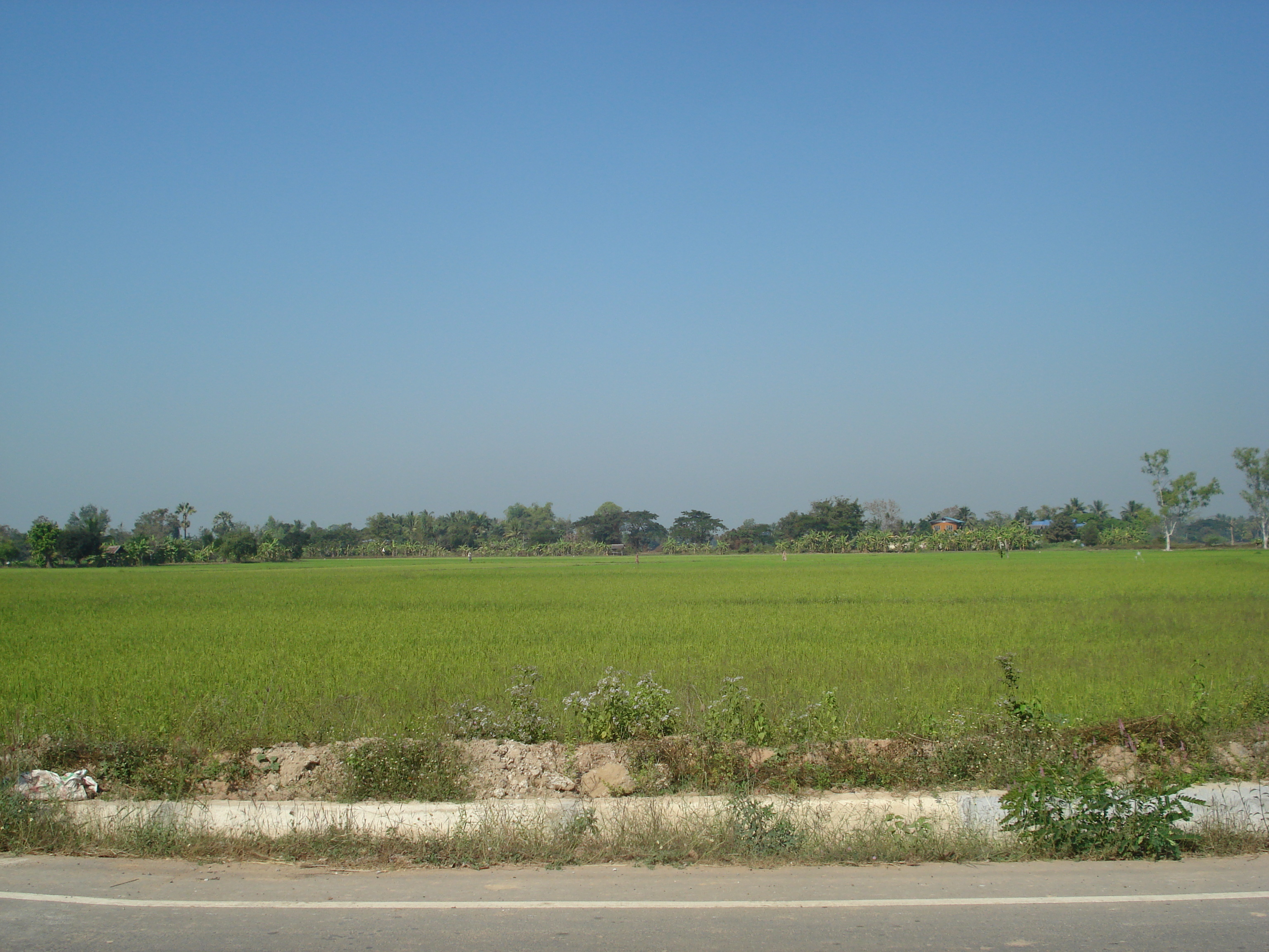 รูปถ่าย ไทย(Thailand) พิษณุโลก(Phitsanulok) 2008-01 14