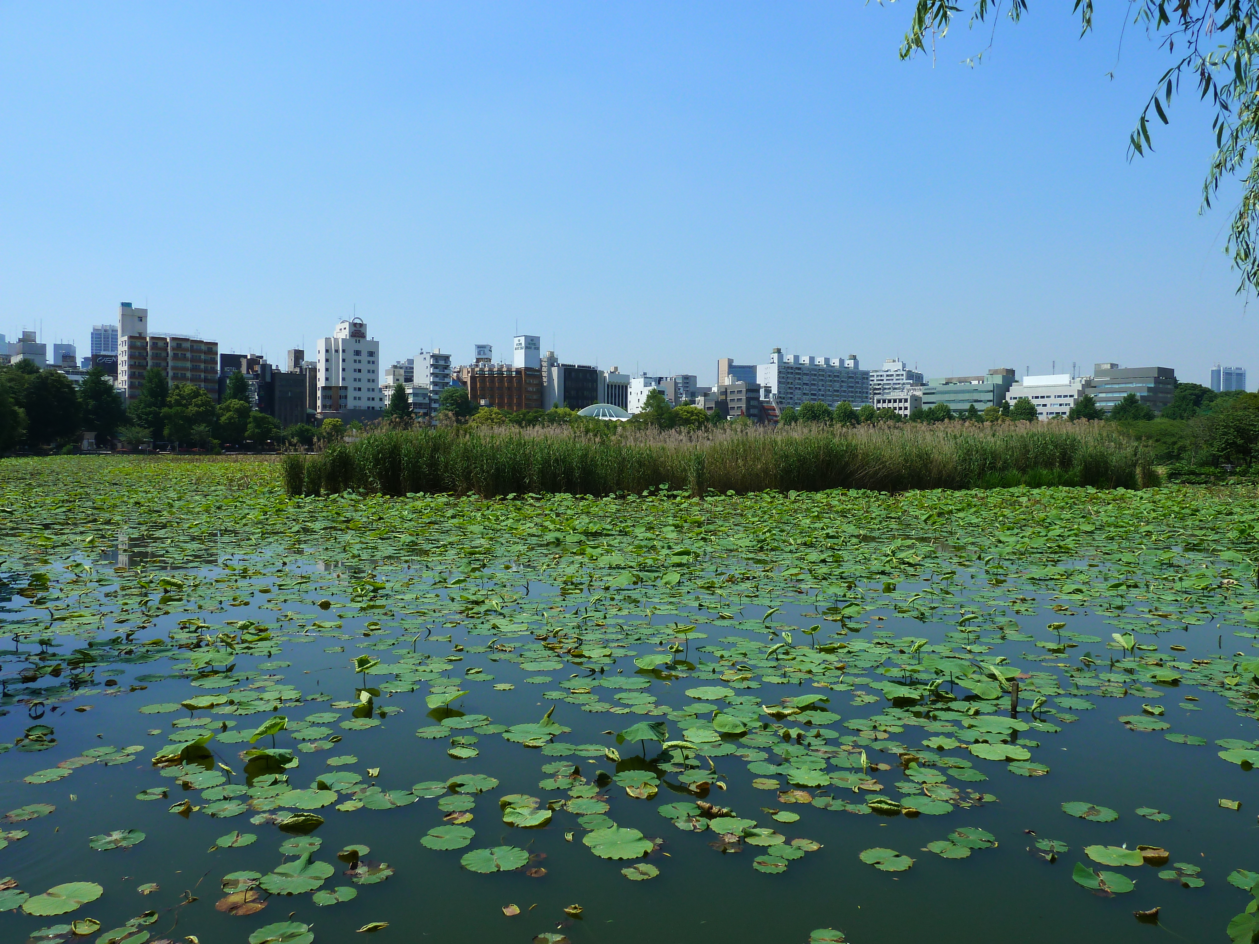 รูปถ่าย ญี่ปุ่น(Japan) โตเกียว(Tokyo) อุเอโนะ(Ueno) 2010-06 90