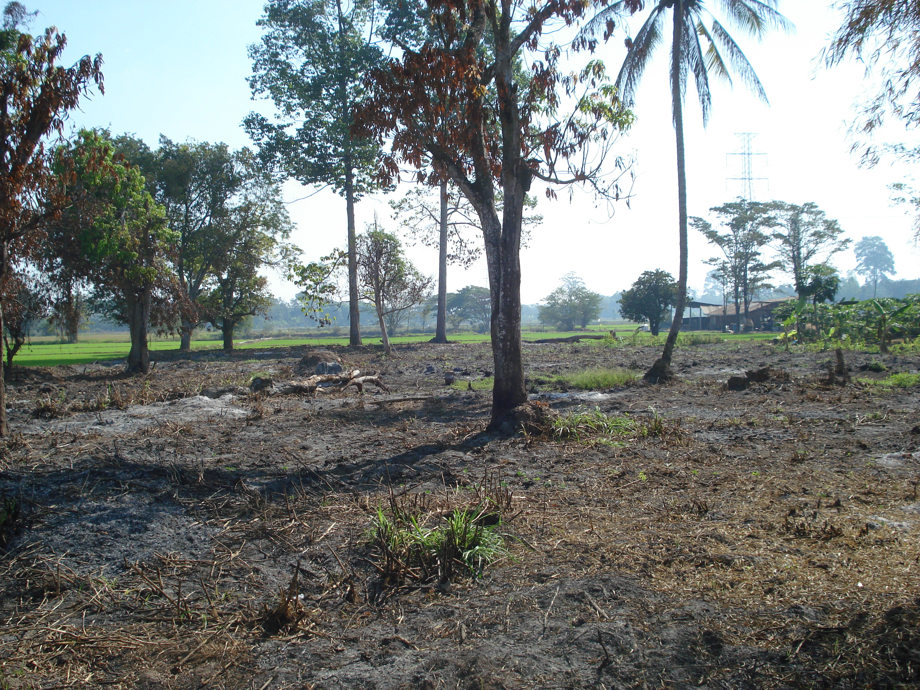 รูปถ่าย ไทย(Thailand) พิษณุโลก(Phitsanulok) 2008-01 19