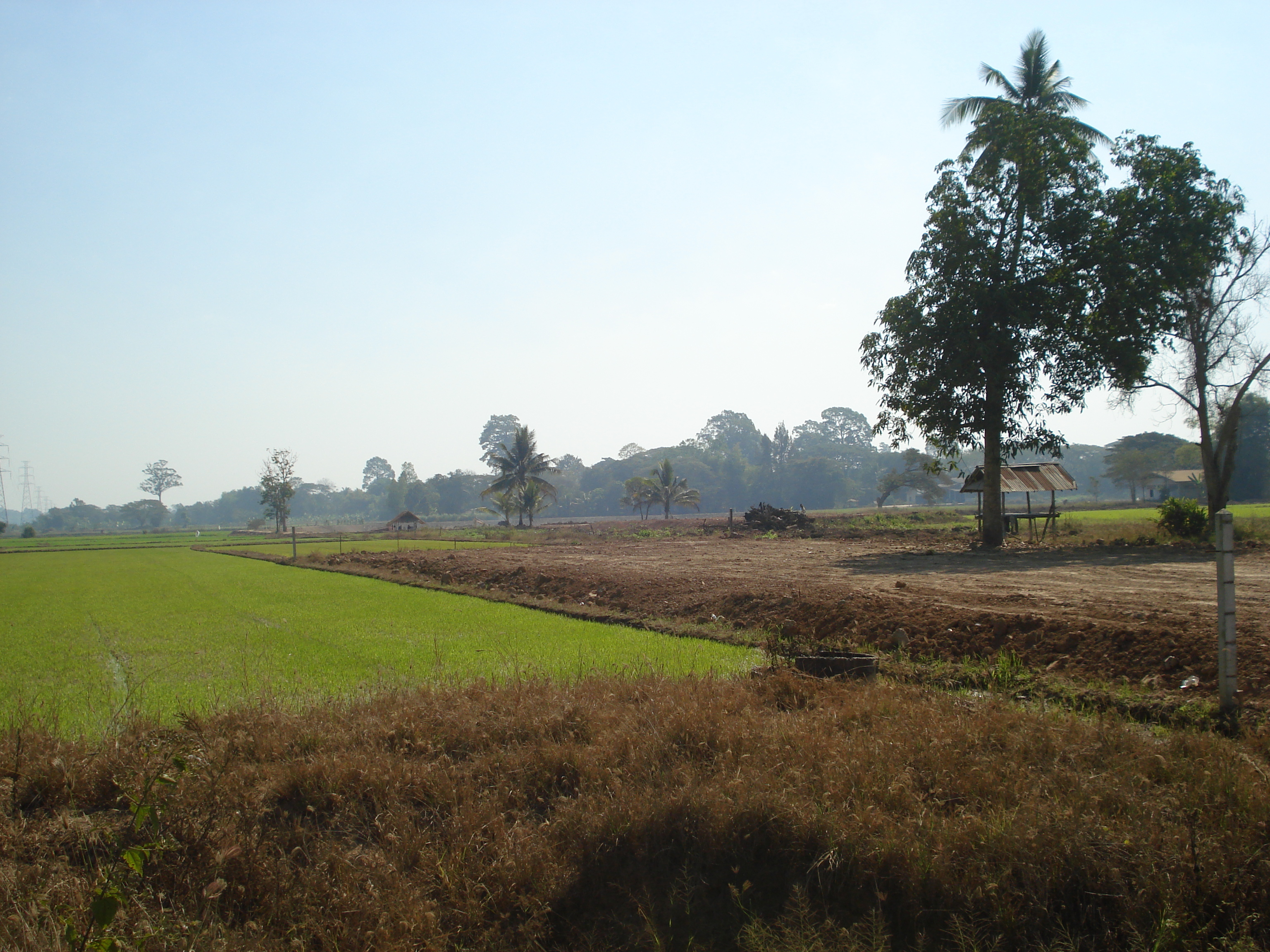 รูปถ่าย ไทย(Thailand) พิษณุโลก(Phitsanulok) 2008-01 12