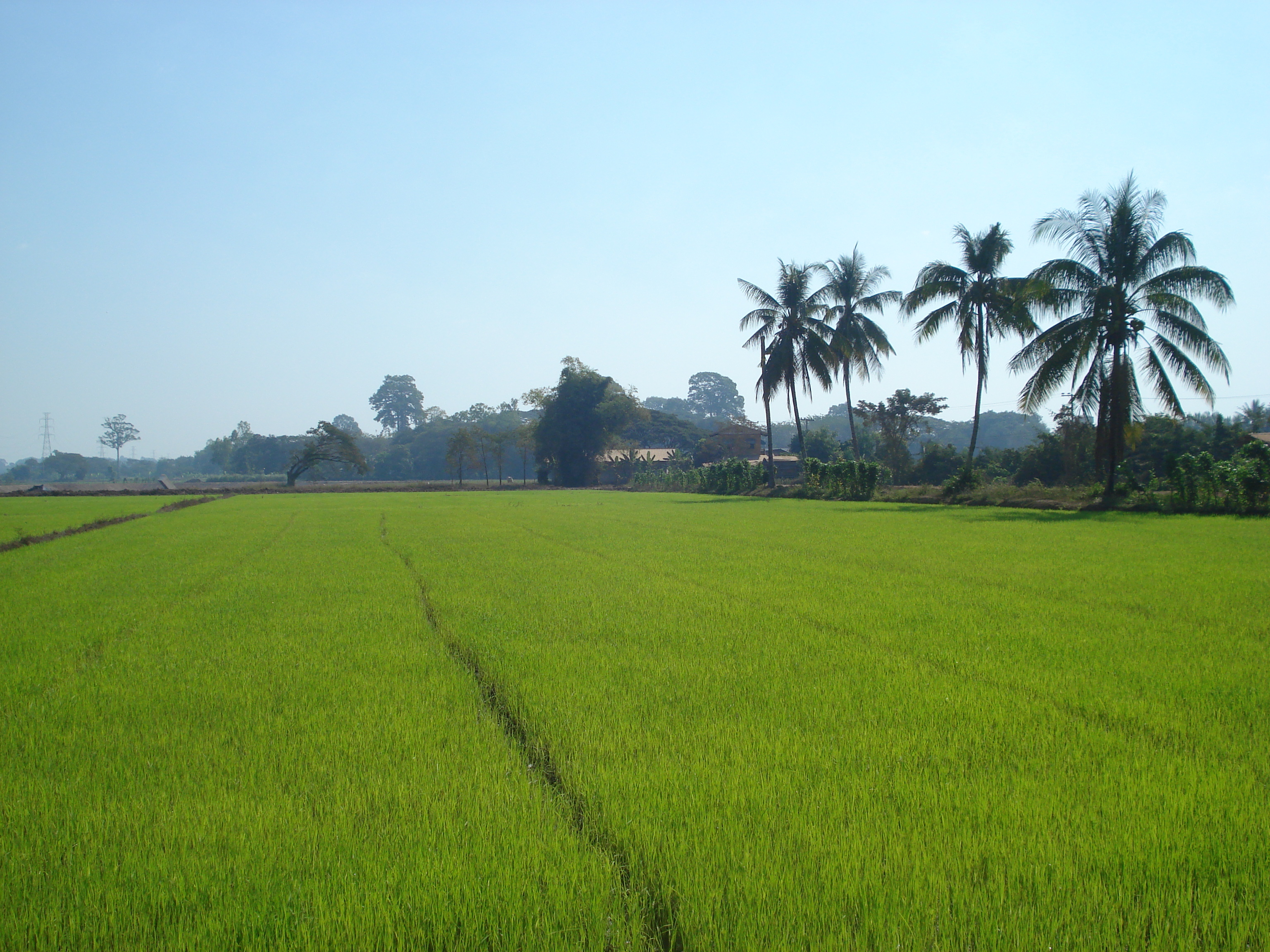 รูปถ่าย ไทย(Thailand) พิษณุโลก(Phitsanulok) 2008-01 4