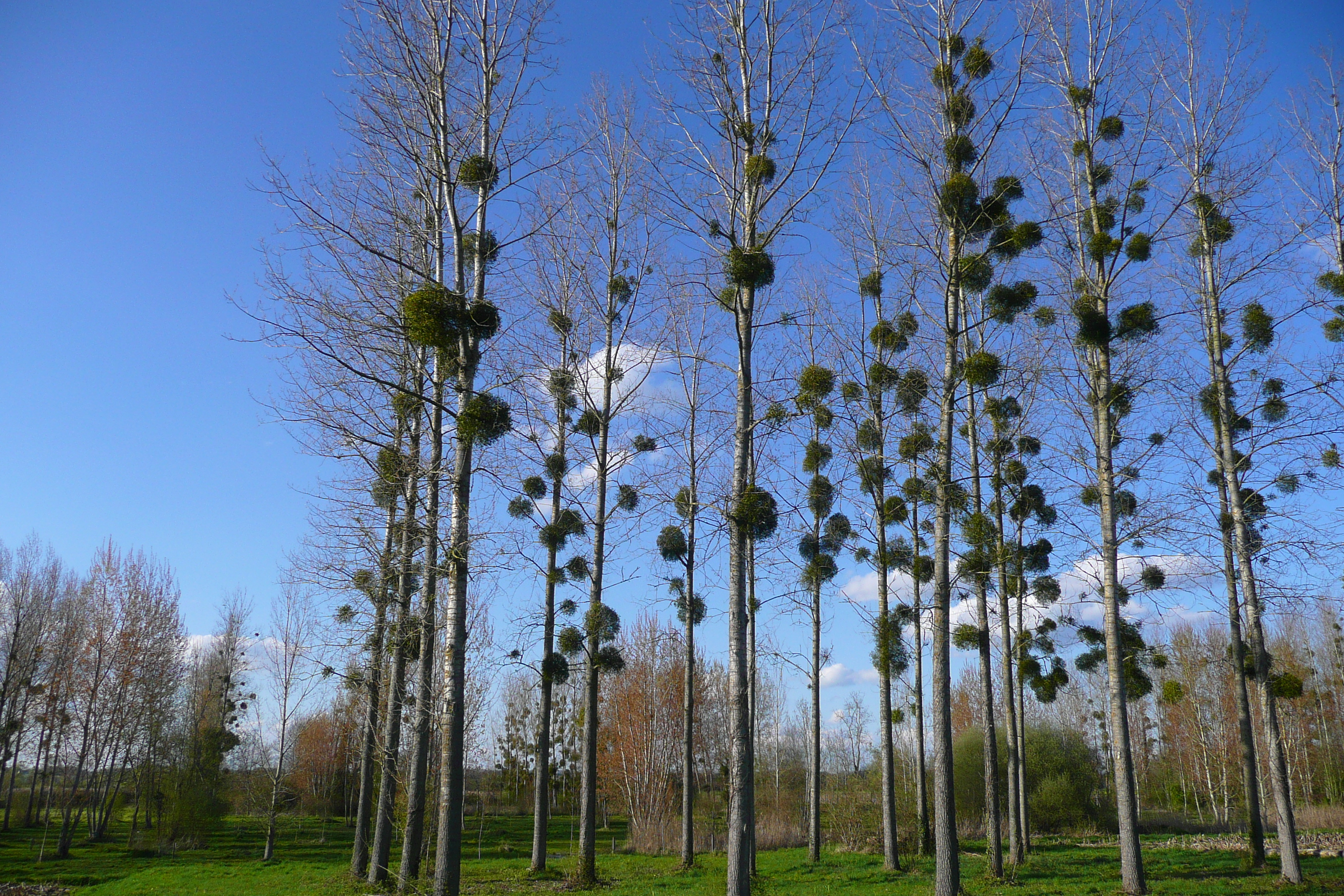 รูปถ่าย ฝรั่งเศส(France) อ็องบวซ(Amboise) ถนนจากอ็องบวซไปบลัว(Amboise to blois road) 2008-04 36