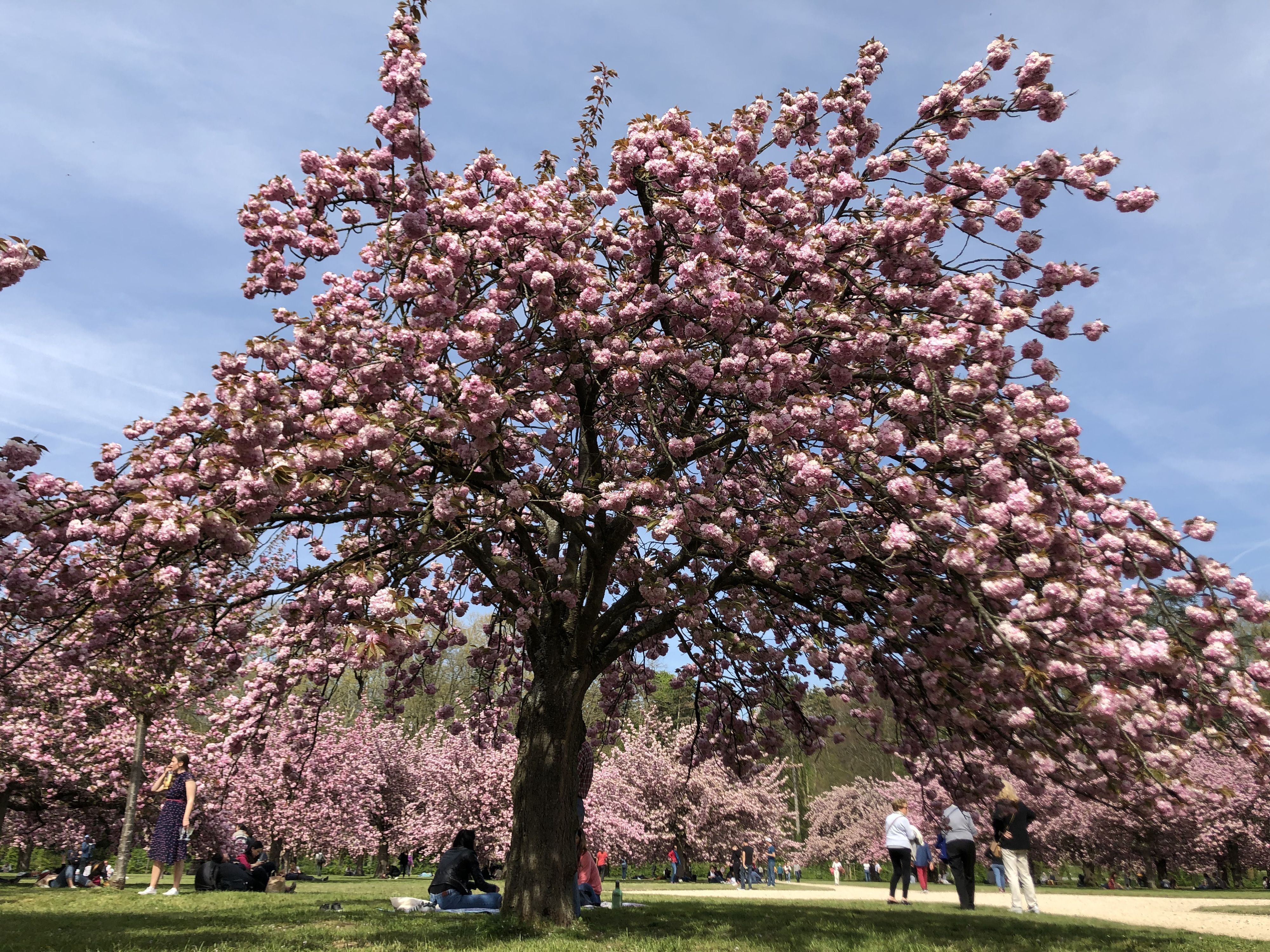 รูปถ่าย ฝรั่งเศส(France) สวนโซ(Parc de Sceaux) 2019-04 70