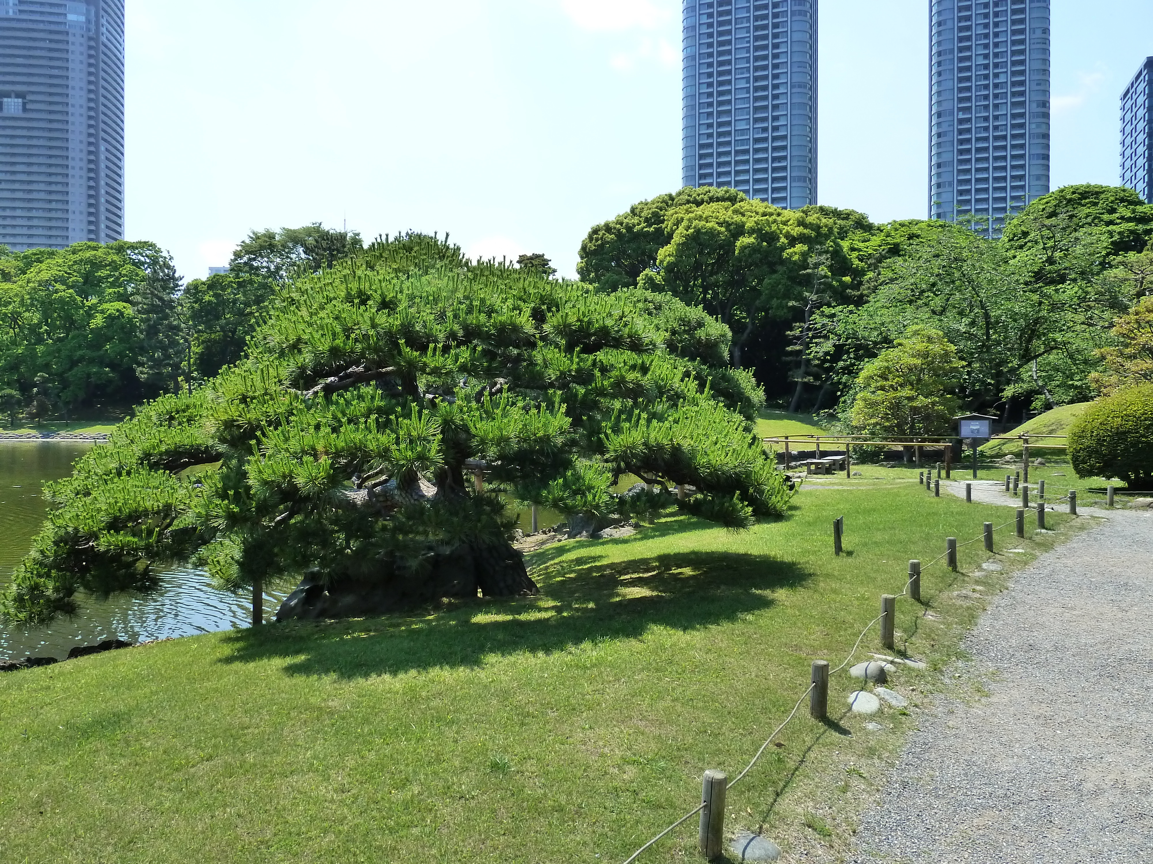 รูปถ่าย ญี่ปุ่น(Japan) โตเกียว(Tokyo) สวนฮามะริคิว(Hama rikyu Gardens) 2010-06 53