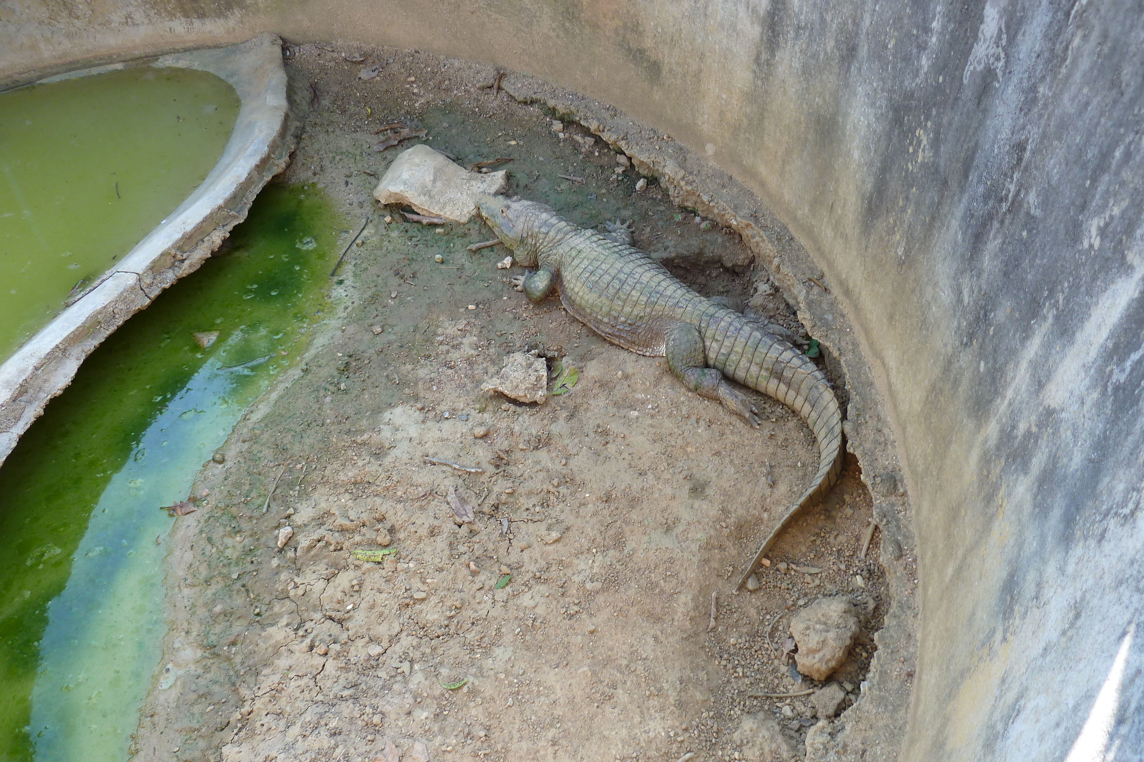 รูปถ่าย ไทย(Thailand) เชียงใหม่(Chiang Mai) ฟาร์มงูแม่สา(Mae Sa Snake Farm) 2010-12 49