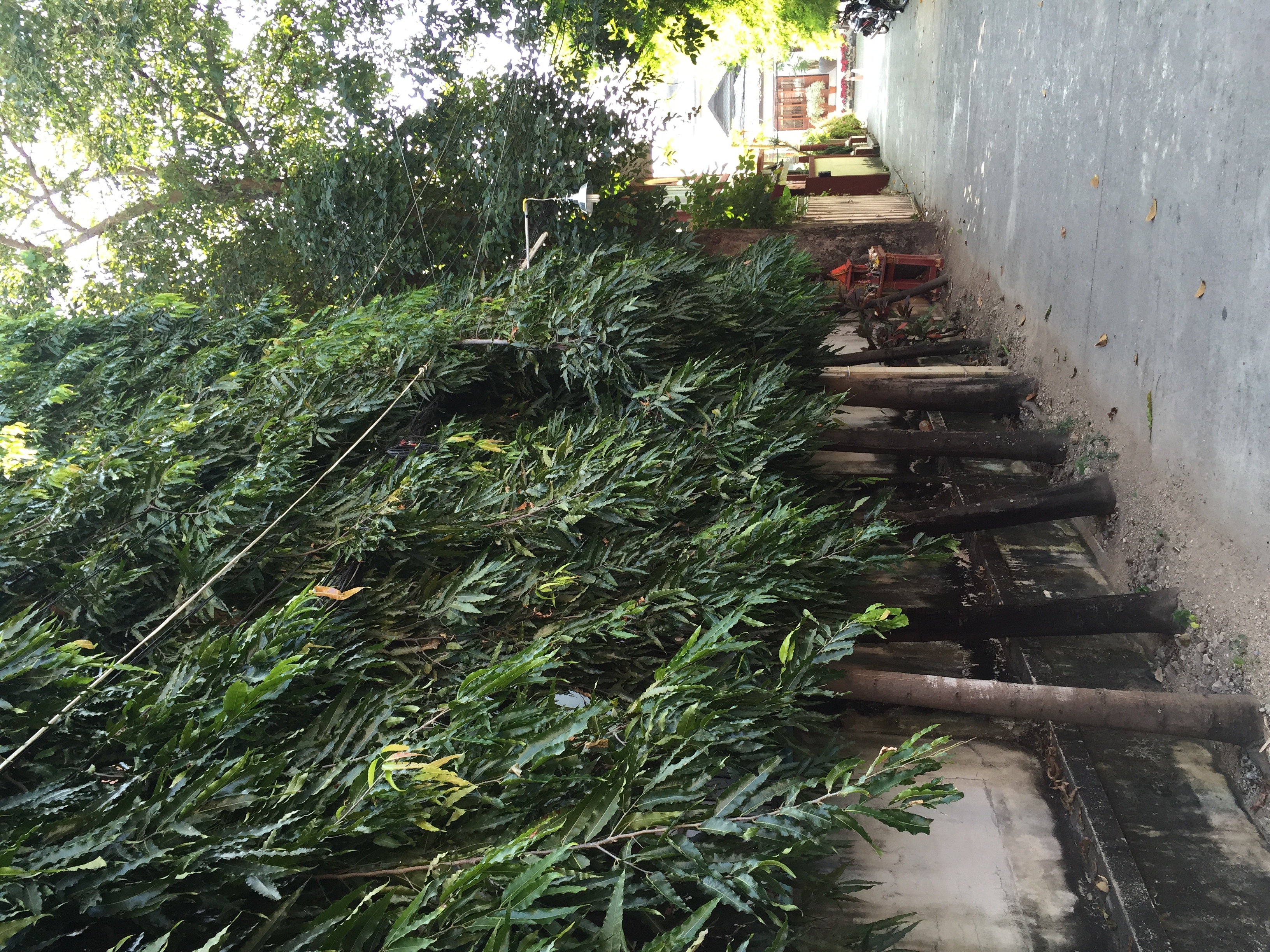 รูปถ่าย ไทย(Thailand) เชียงใหม่(Chiang Mai) 2014-12 43