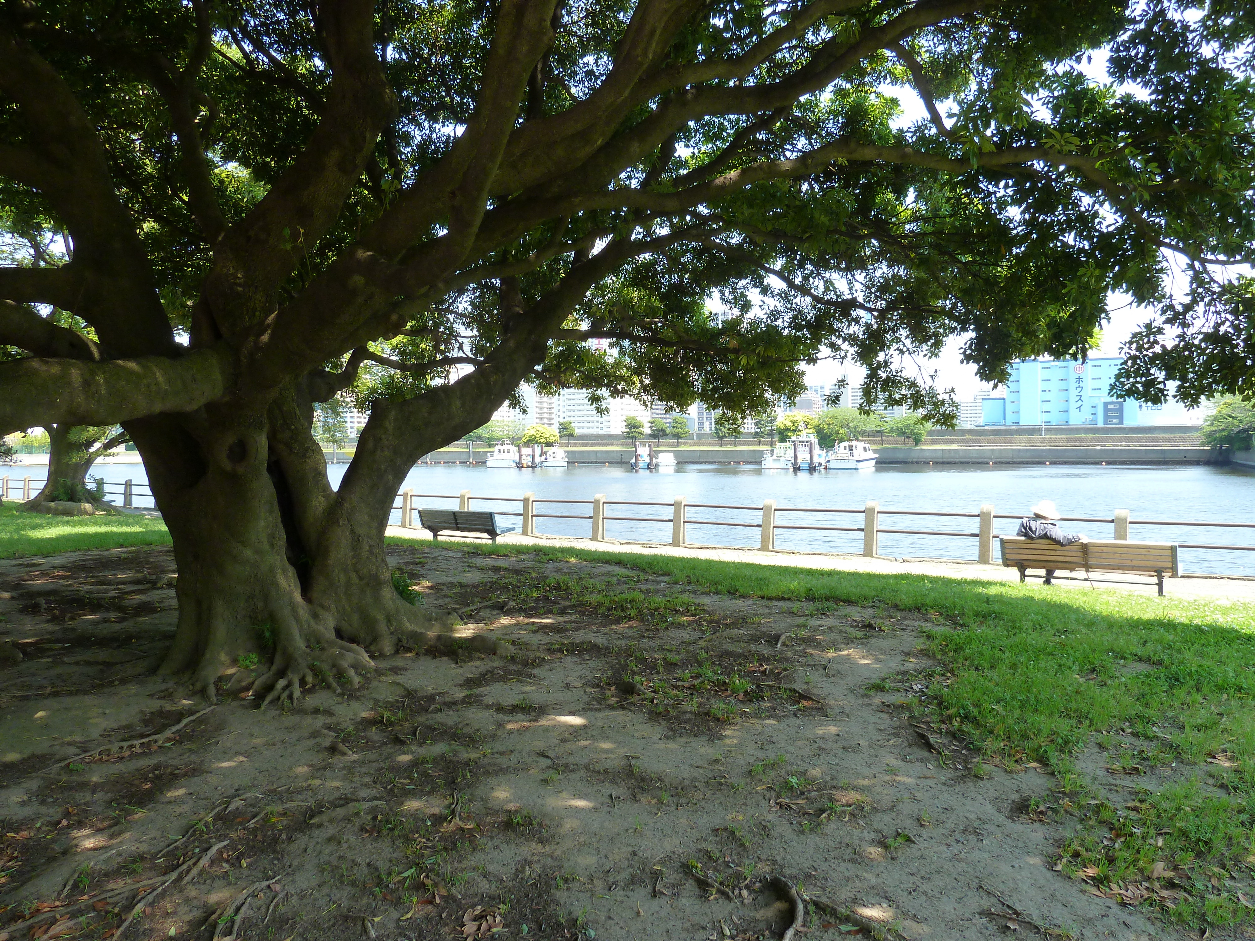 รูปถ่าย ญี่ปุ่น(Japan) โตเกียว(Tokyo) สวนฮามะริคิว(Hama rikyu Gardens) 2010-06 89