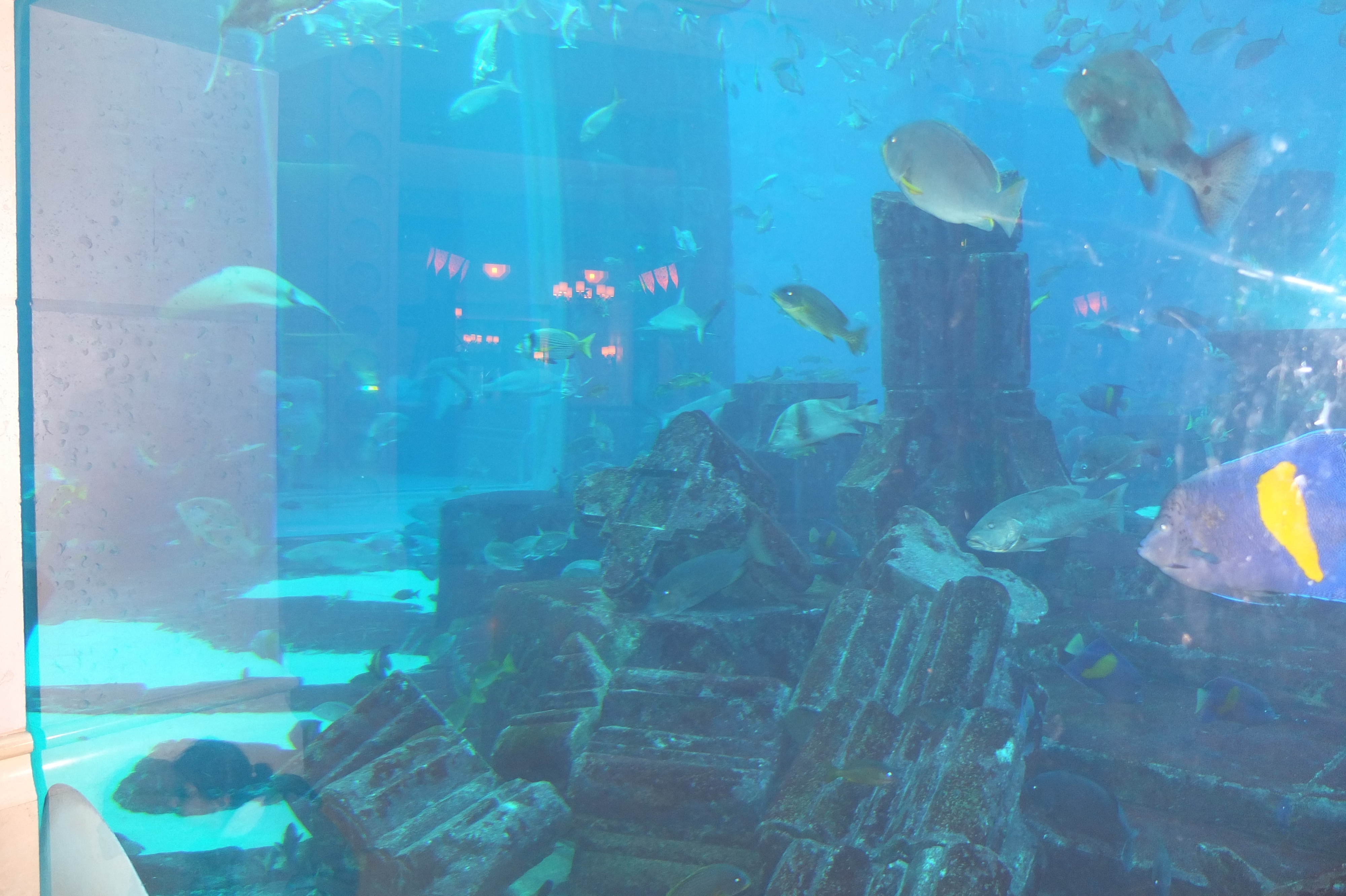 รูปถ่าย สหรัฐอาหรับเอมิเรตส์(United Arab Emirates) ดูไบ(Dubai) โรงแรมแอตแลนติส(Atlantis Hotel) 2014-02 155