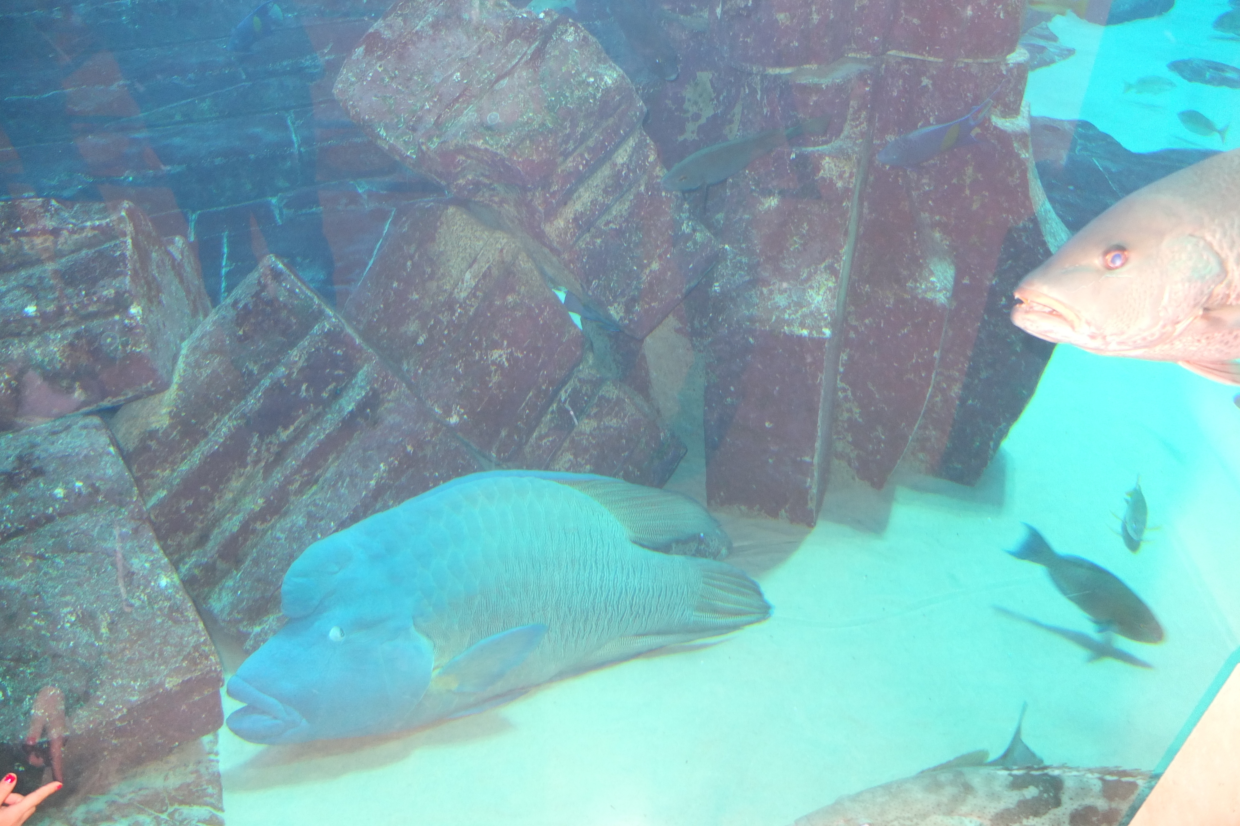 รูปถ่าย สหรัฐอาหรับเอมิเรตส์(United Arab Emirates) ดูไบ(Dubai) โรงแรมแอตแลนติส(Atlantis Hotel) 2014-02 120
