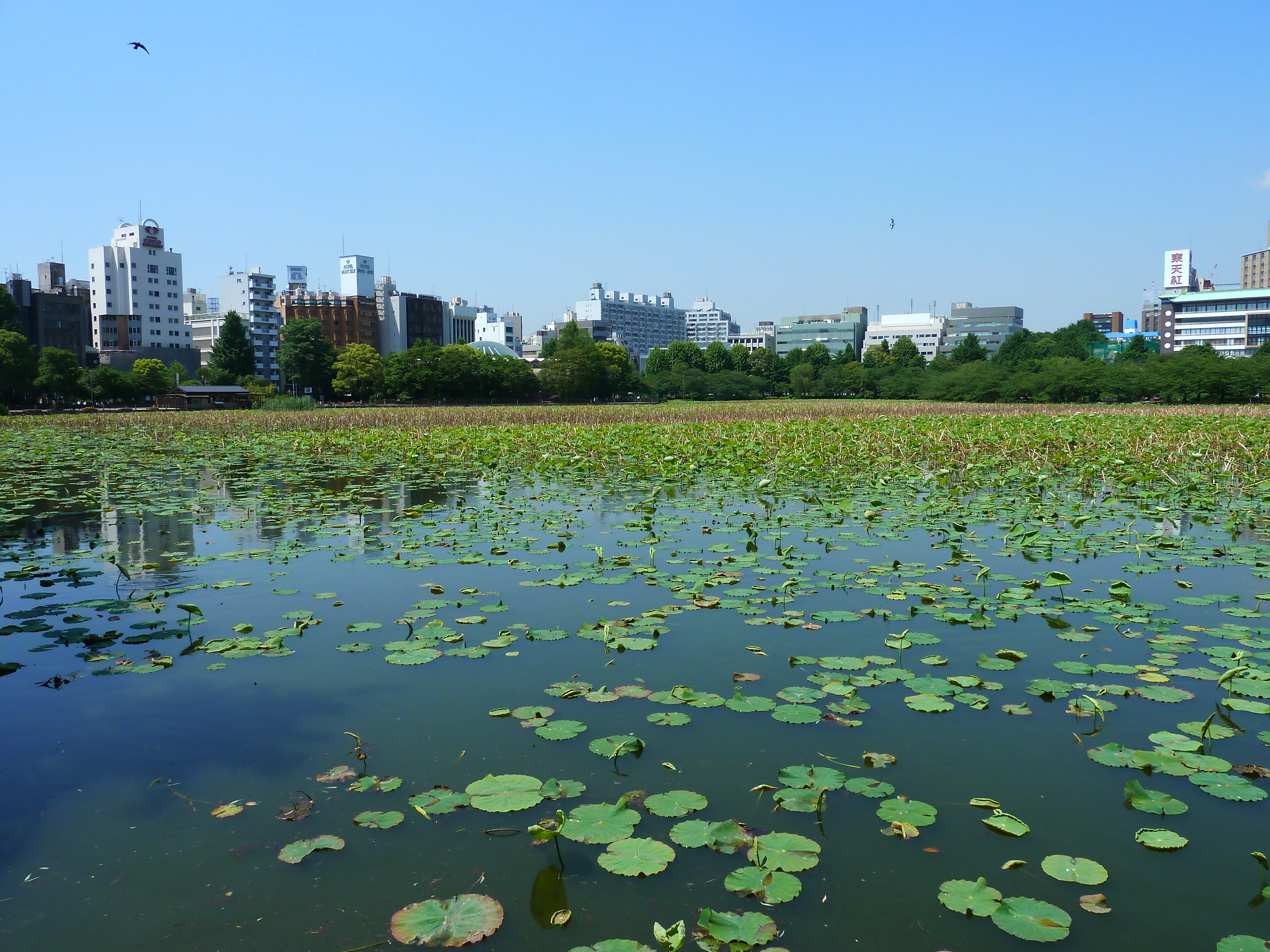 รูปถ่าย ญี่ปุ่น(Japan) โตเกียว(Tokyo) 2010-06 41