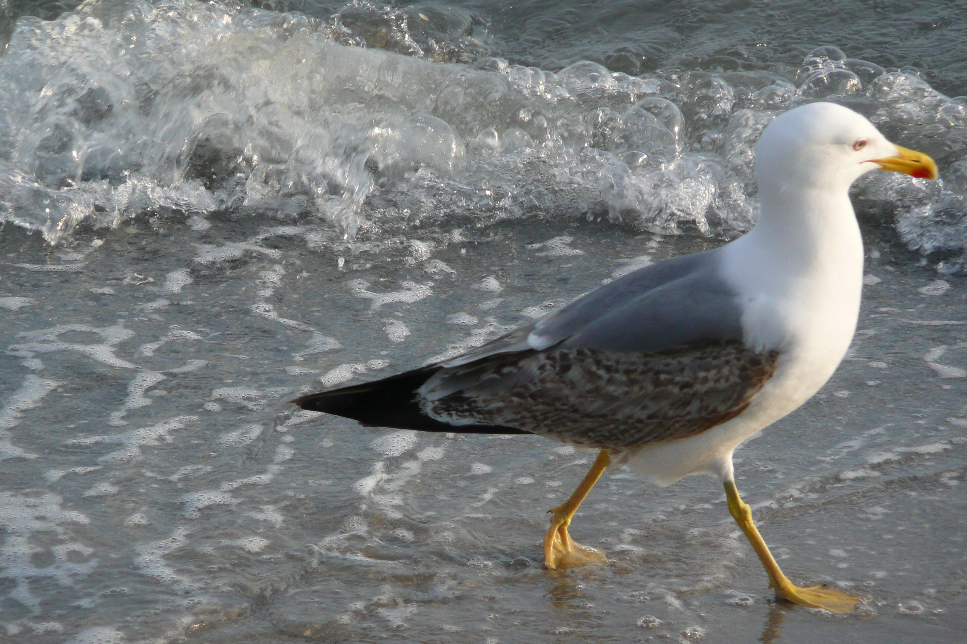 รูปถ่าย ฝรั่งเศส(France) คานส์(Cannes) หาดทราย(Beach) 2008-04 52