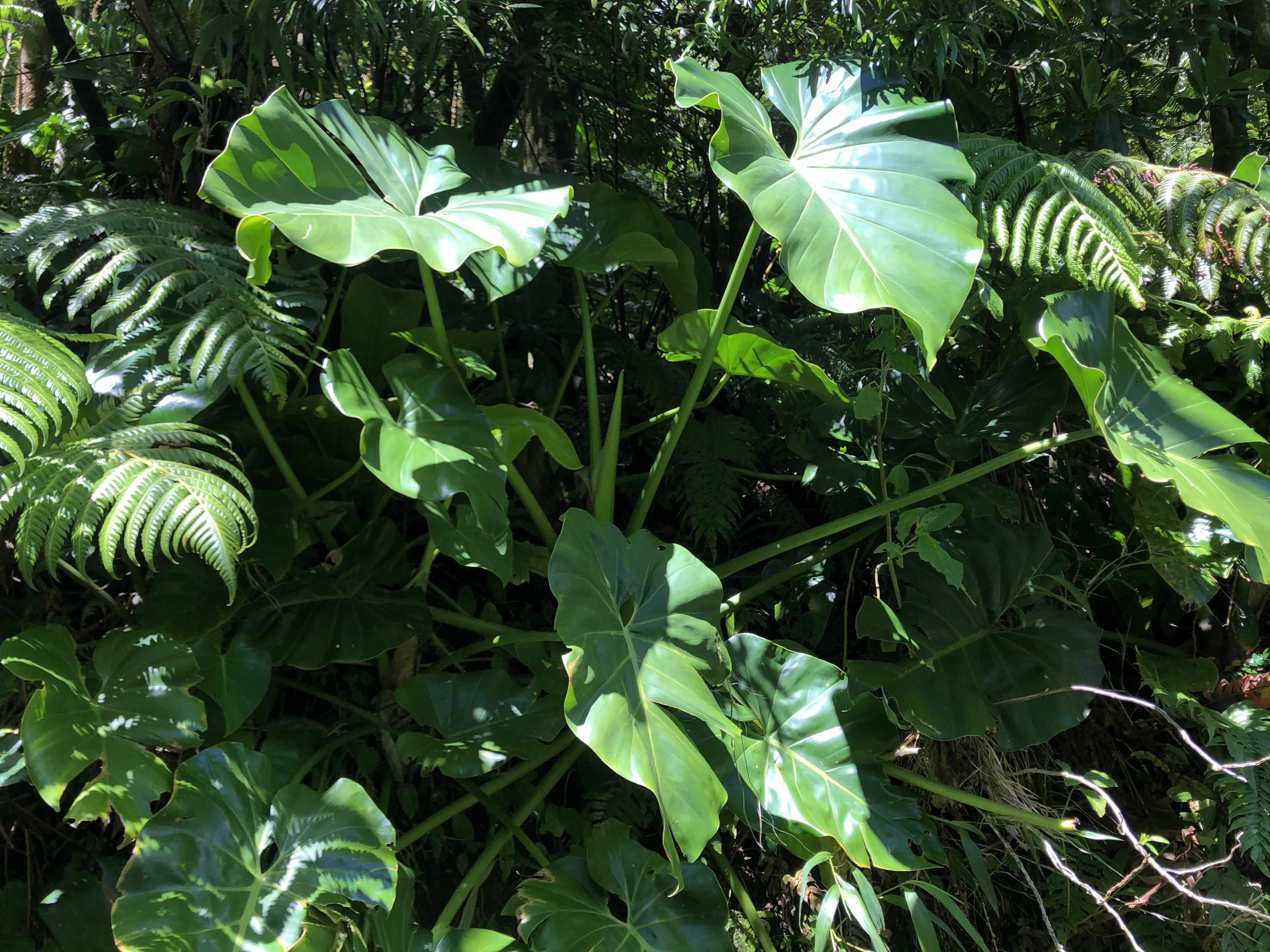 รูปถ่าย กวาเดอลูป(Guadeloupe) ภูเขาไฟลากร็องด์ซูฟรีแยร์(La Grande Soufriere) 2021-02 15