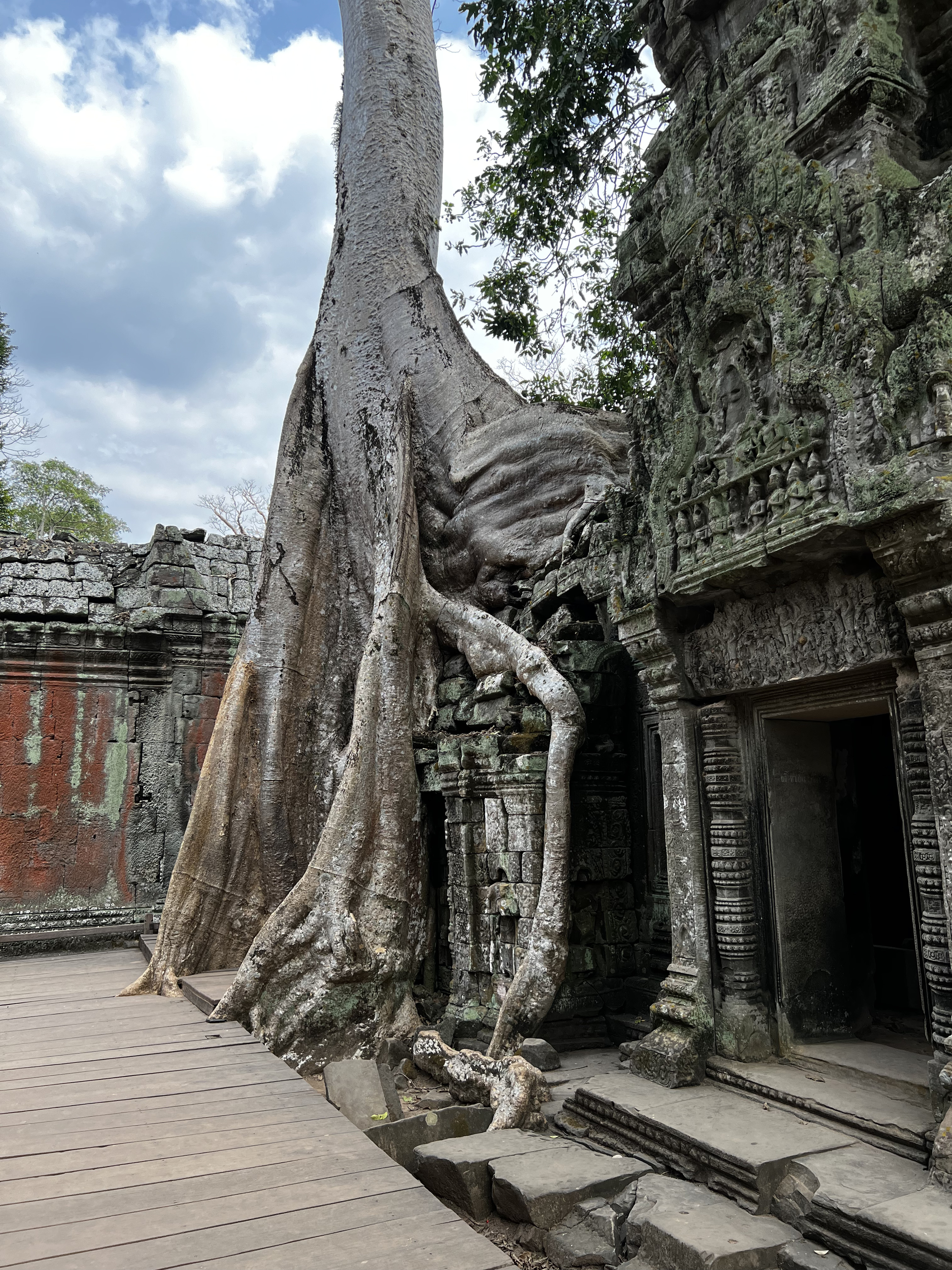 รูปถ่าย กัมพูชา(Cambodia) เสียมราฐ(Siem Reap) ปราสาทตาพรหม(Ta Prohm) 2023-01 144