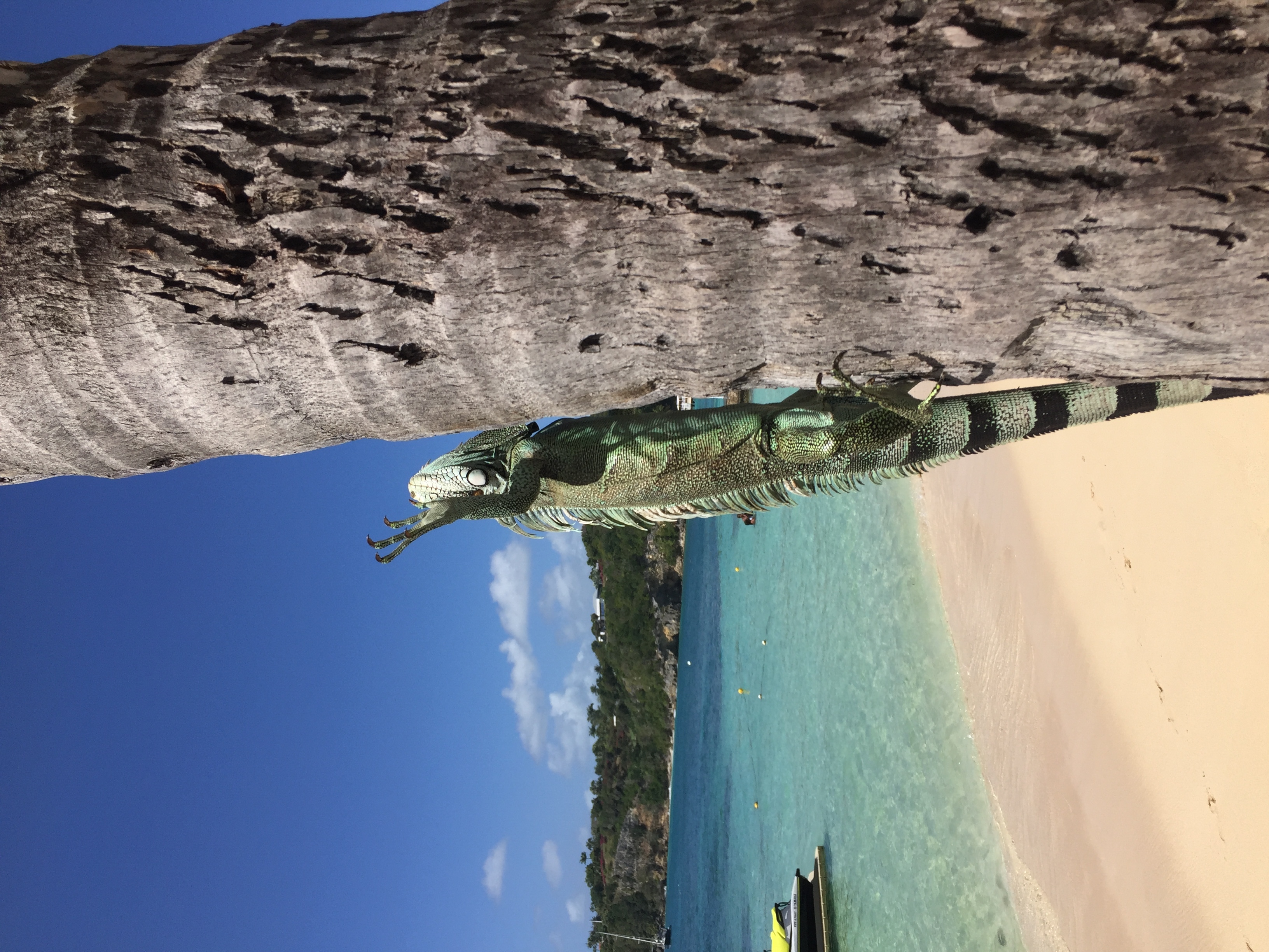 รูปถ่าย กวาเดอลูป(Guadeloupe) หาดลาการาแวล(La Caravelle Beach) 2021-02 115