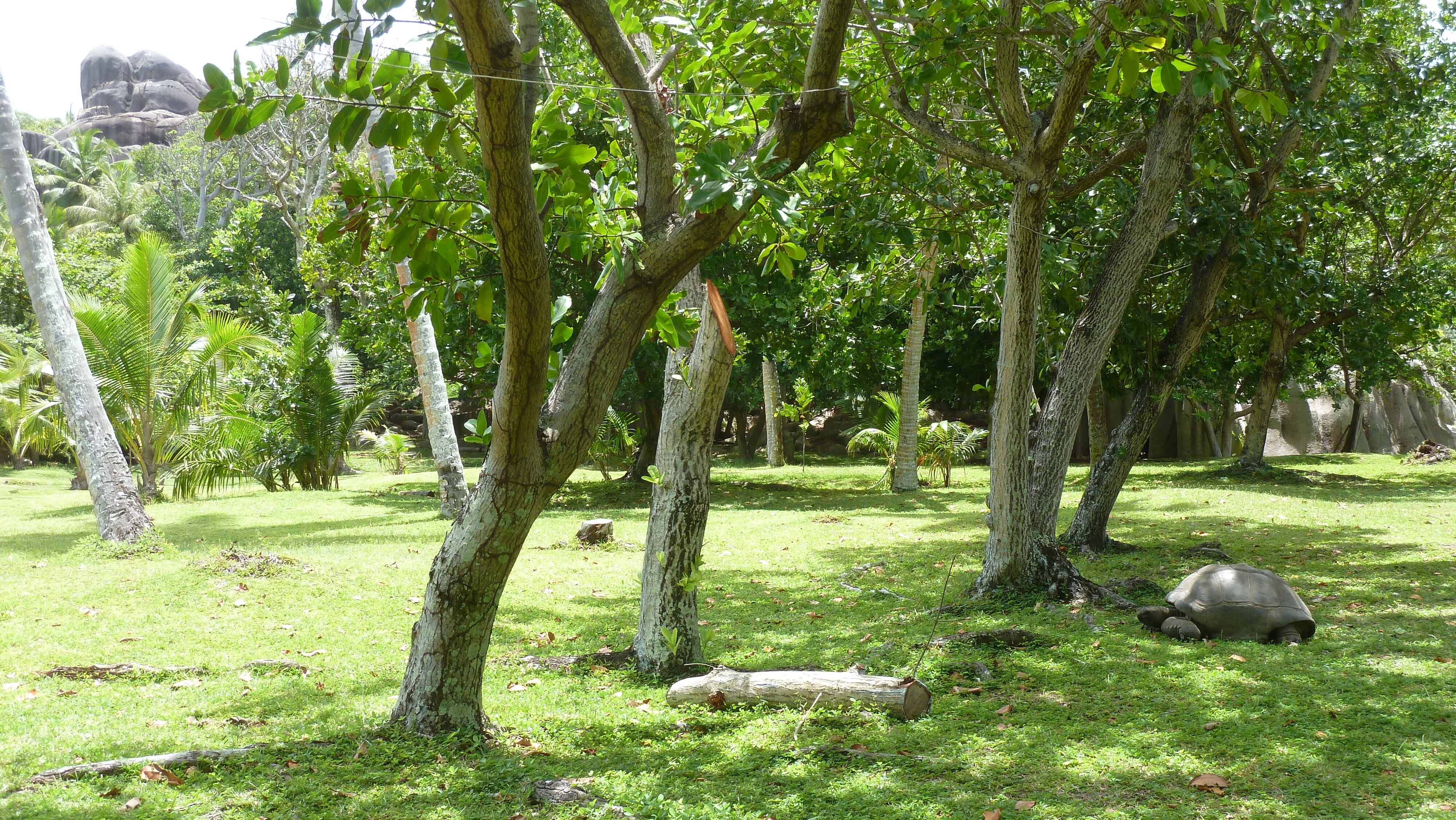 รูปถ่าย เซเชลส์(Seychelles) เกาะกร็องด์เซอร์(Grande Soeur) 2011-10 37