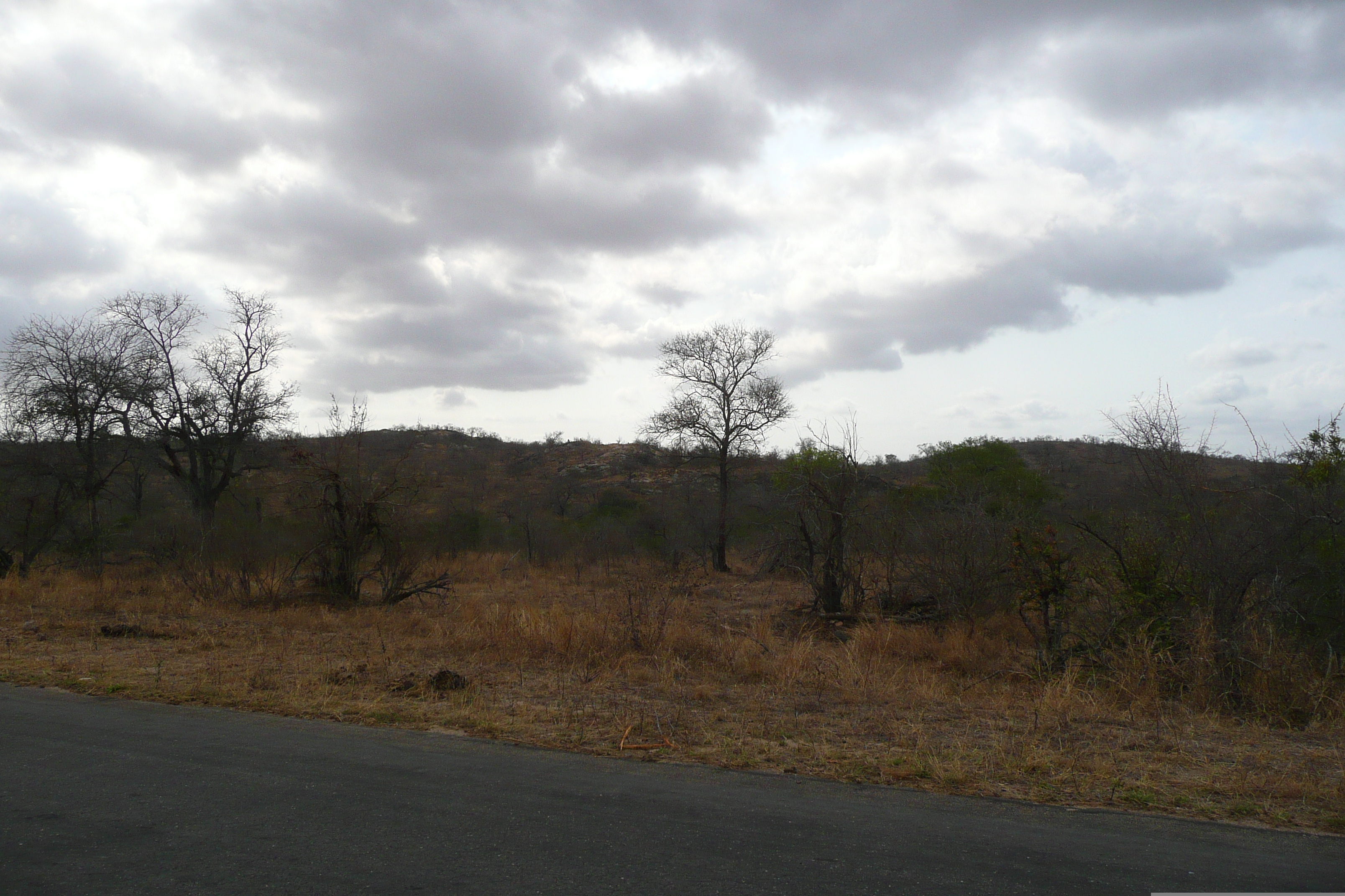 รูปถ่าย แอฟริกาใต้(South Africa) อุทยานแห่งชาติครูเกอร์(Kruger National Park) 2008-09 87