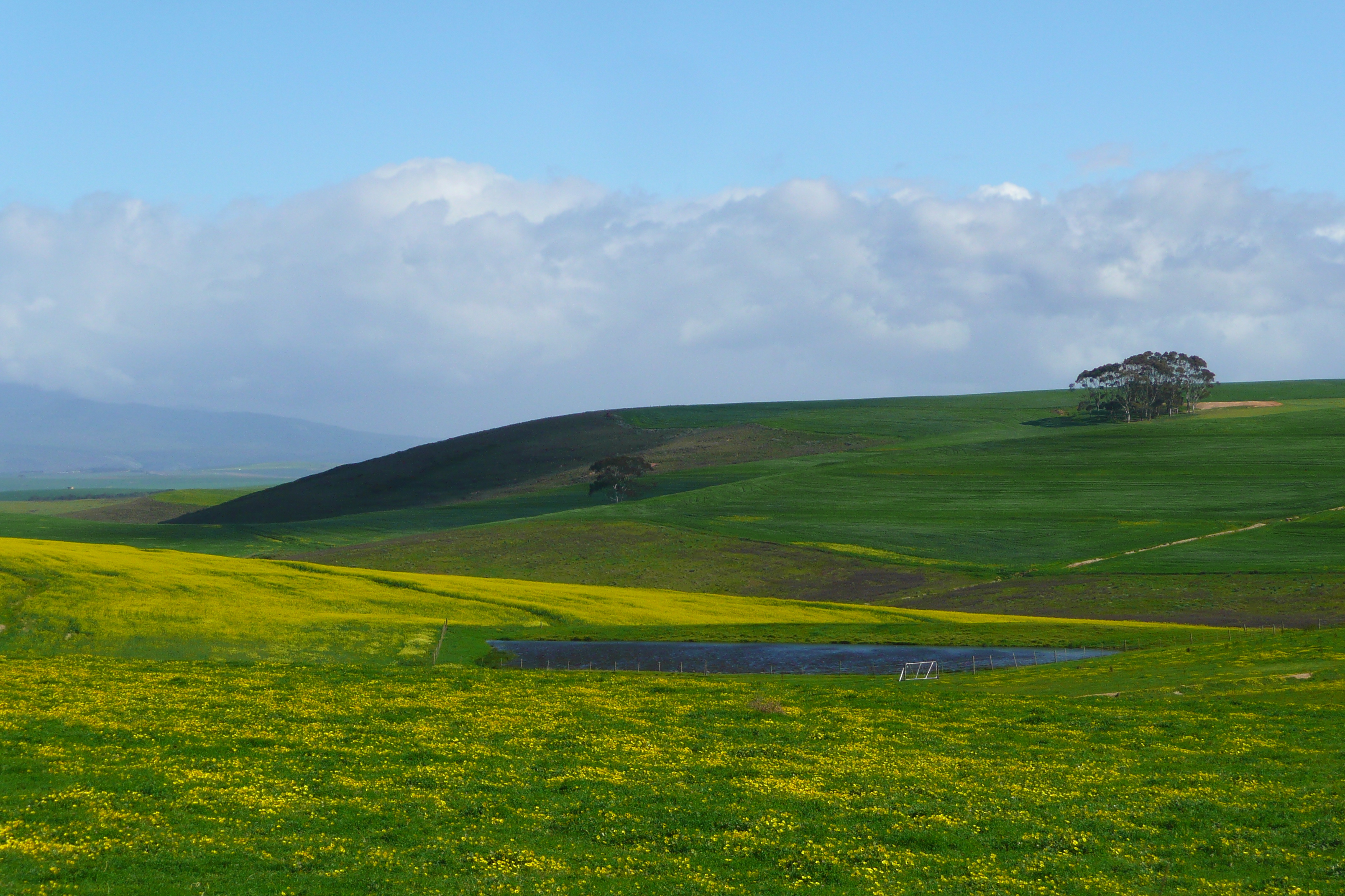 รูปถ่าย แอฟริกาใต้(South Africa) ถนนจากเฮอร์มานัสไปไนส์นา(Harmanus to Knysna road) 2008-09 23