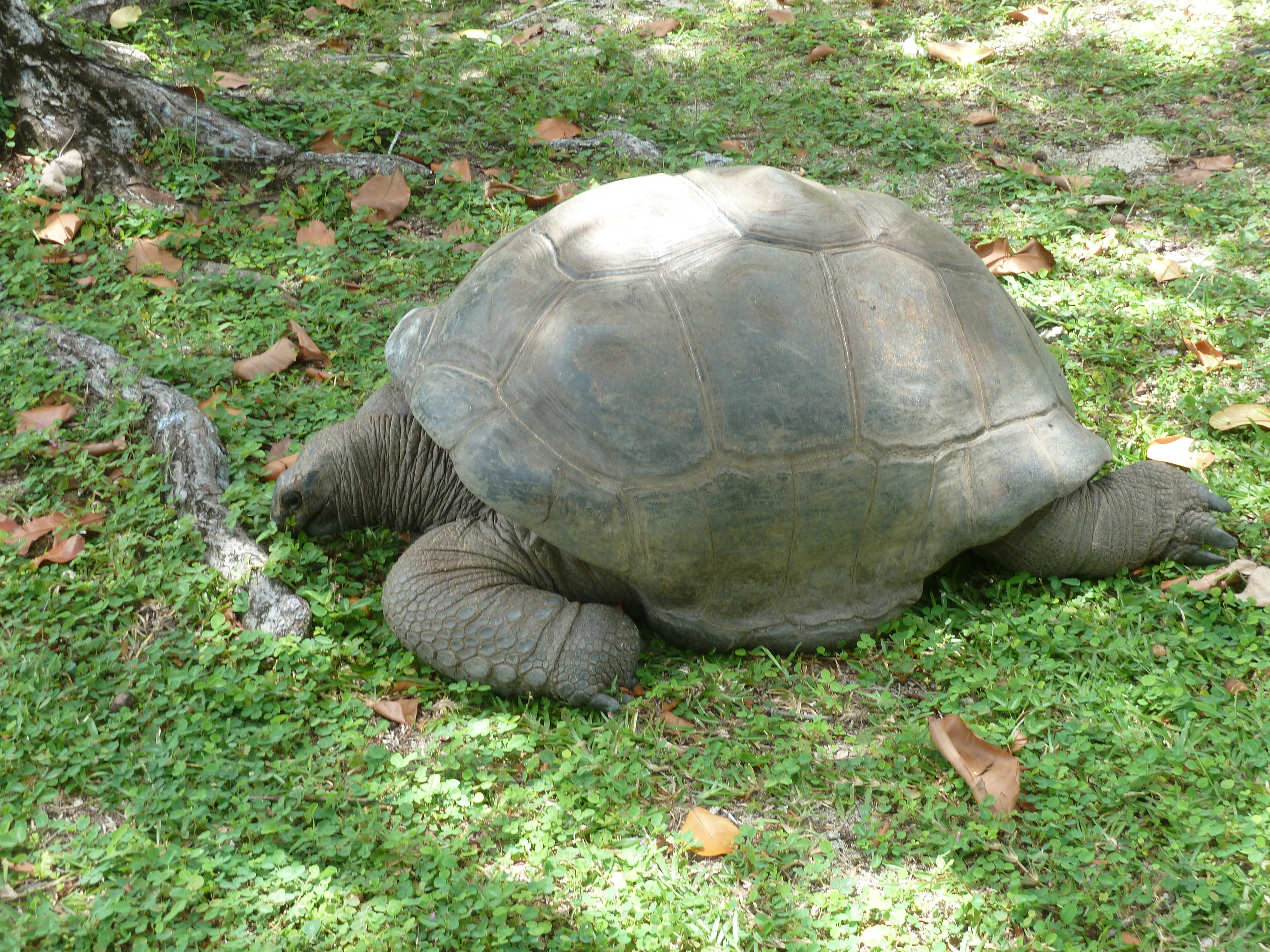 รูปถ่าย เซเชลส์(Seychelles) เกาะกร็องด์เซอร์(Grande Soeur) 2011-10 105
