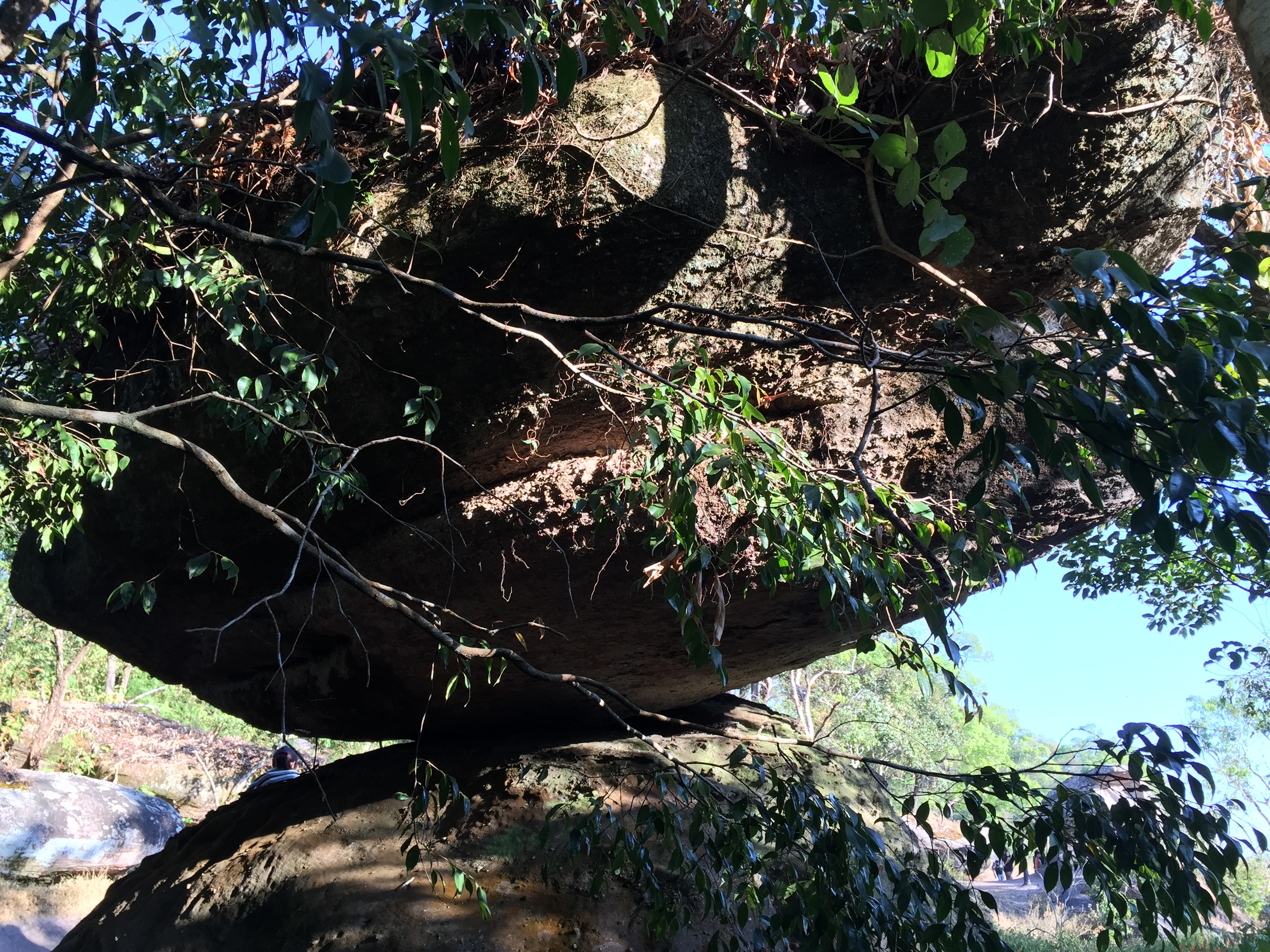 รูปถ่าย ไทย(Thailand) อุทยานแห่งชาติภูหินร่องกล้า(Phu Hin Rong Kla National Park) 2014-12 209
