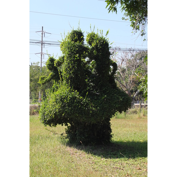 รูปถ่าย ไทย(Thailand) แม่น้ำโขง(Mekong river) 2012-12 90
