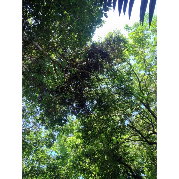 รูปถ่าย คอสตาริกา(Costa Rica) มานวยล์อันโตนีโอ(Manuel Antonio) 2015-03 339