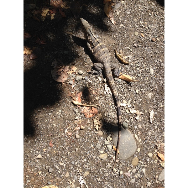 รูปถ่าย คอสตาริกา(Costa Rica) 2015-03 37
