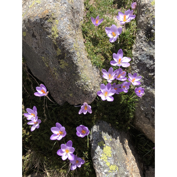 รูปถ่าย ฝรั่งเศส(France) คอร์สิคา(Corsica) ทะเลสาบเมโลและกาปีเตลโล(Lac de Melo et Capitello) 2021-06 60