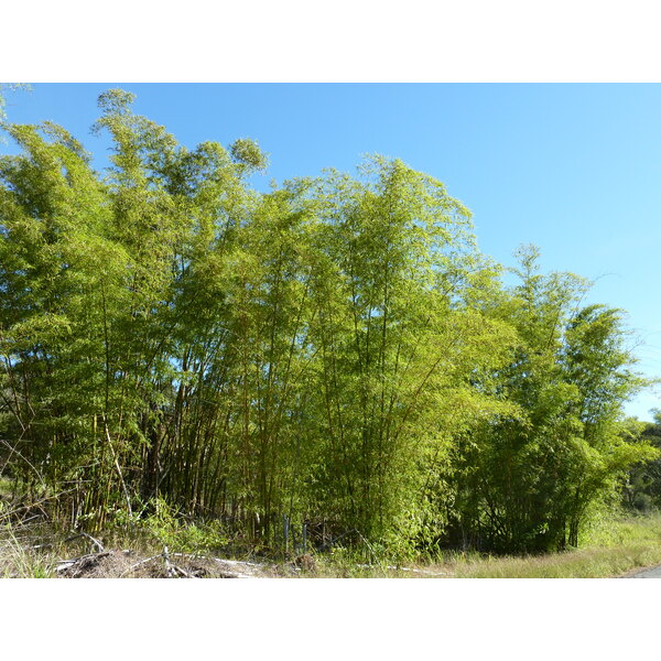 รูปถ่าย นิวแคลิโดเนีย(New Caledonia) ถนนจากทีโอไปกานาลา(Thio to Canala road) 2010-05 0