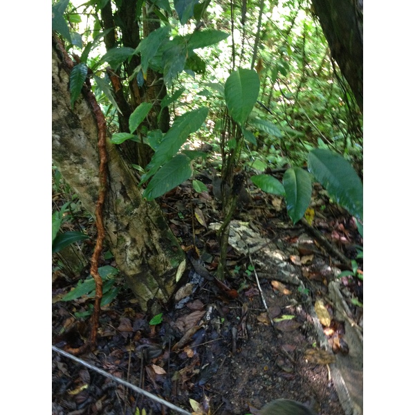 รูปถ่าย คอสตาริกา(Costa Rica) มานวยล์อันโตนีโอ(Manuel Antonio) 2015-03 408