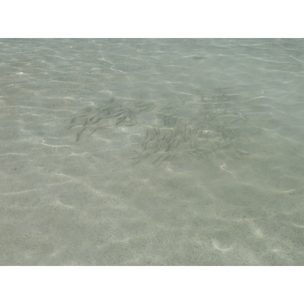 รูปถ่าย นิวแคลิโดเนีย(New Caledonia) เกาะลีฟู(Lifou) อ่าวเต่า(Baie des tortues) 2010-05 19